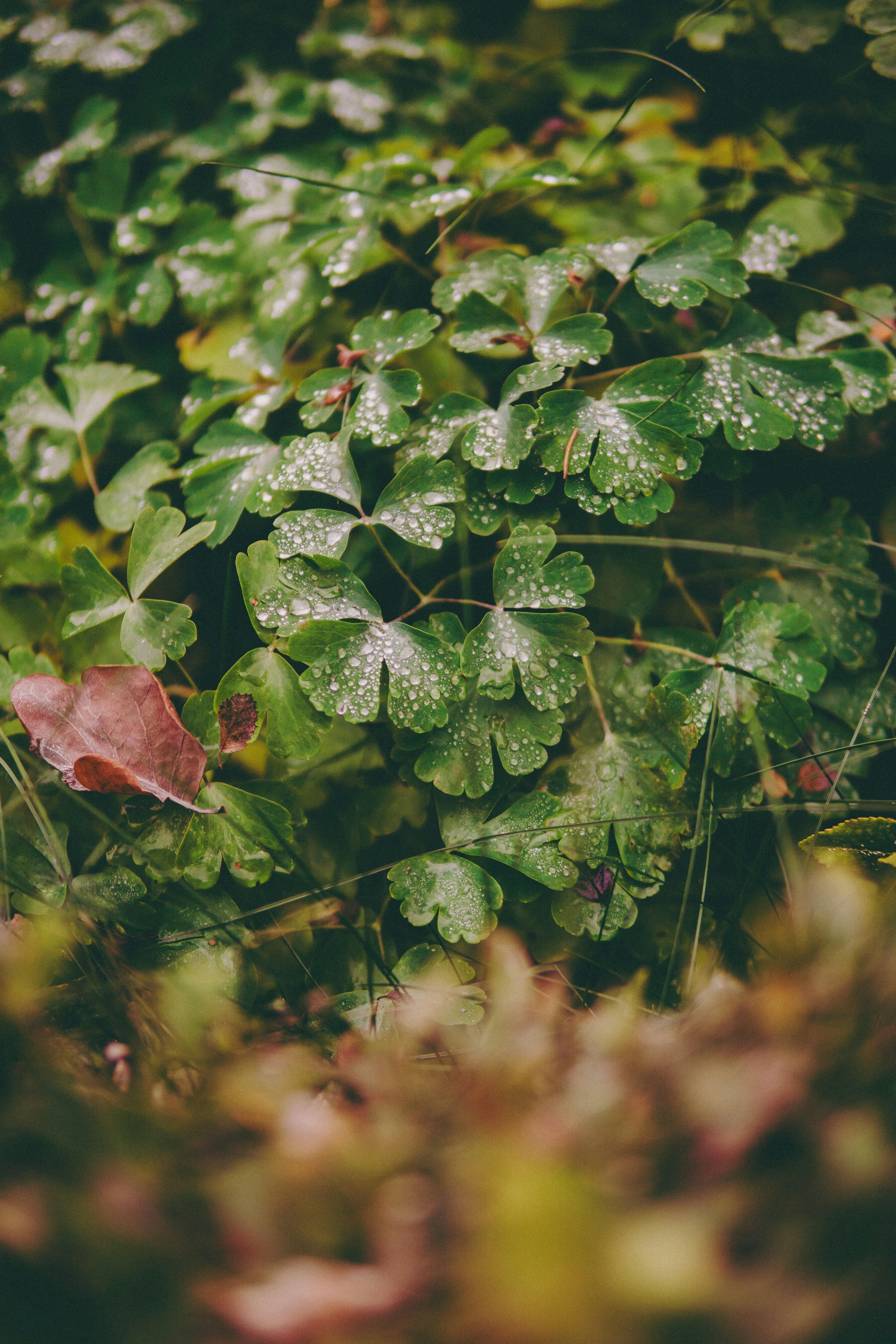 A close up of a plant with lots of leaves
