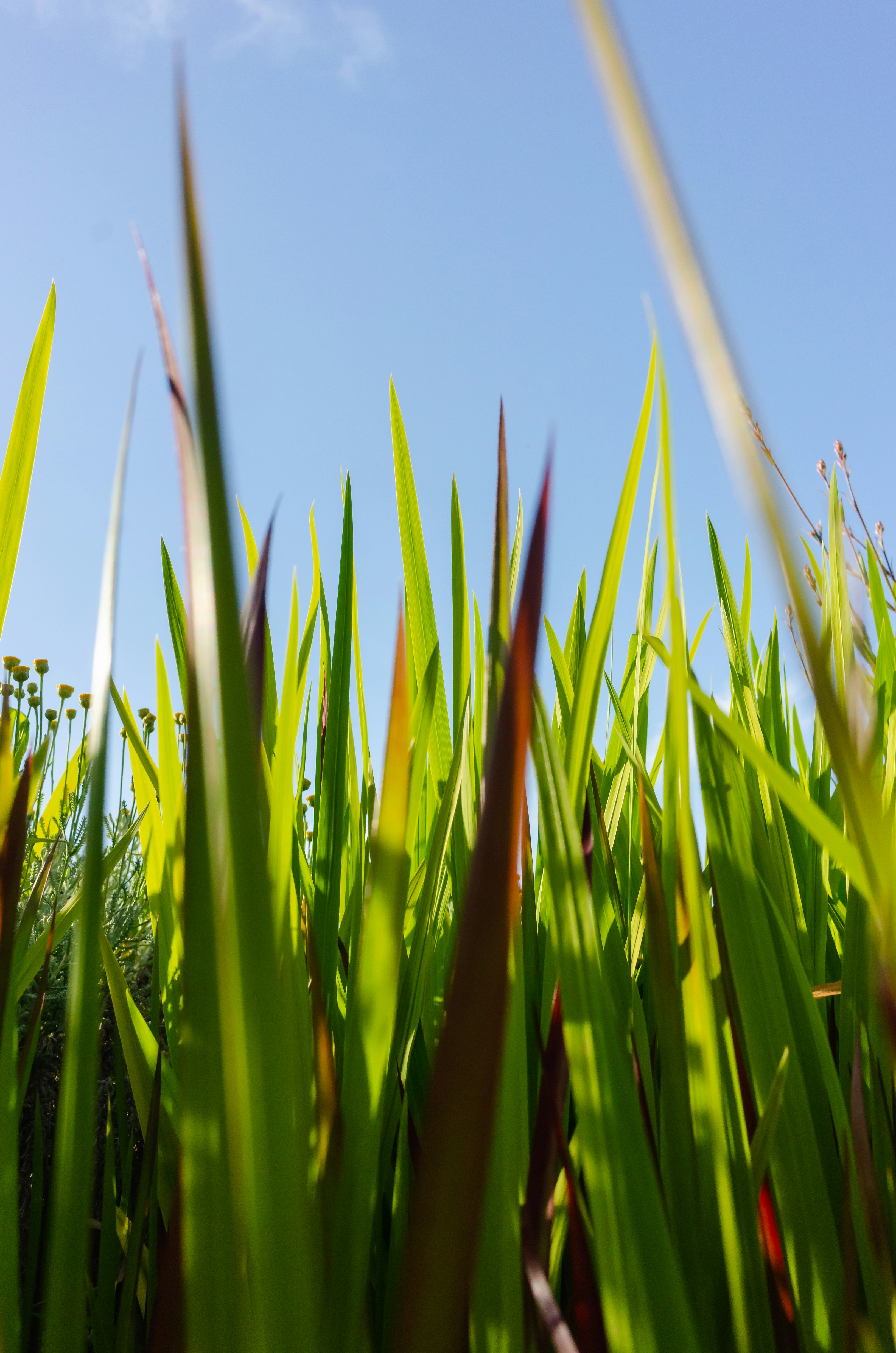 A field of grass with a blue sky in the background