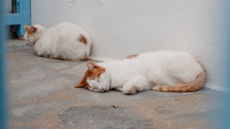 A couple of cats that are laying down