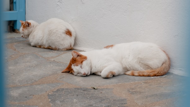 A couple of cats that are laying down