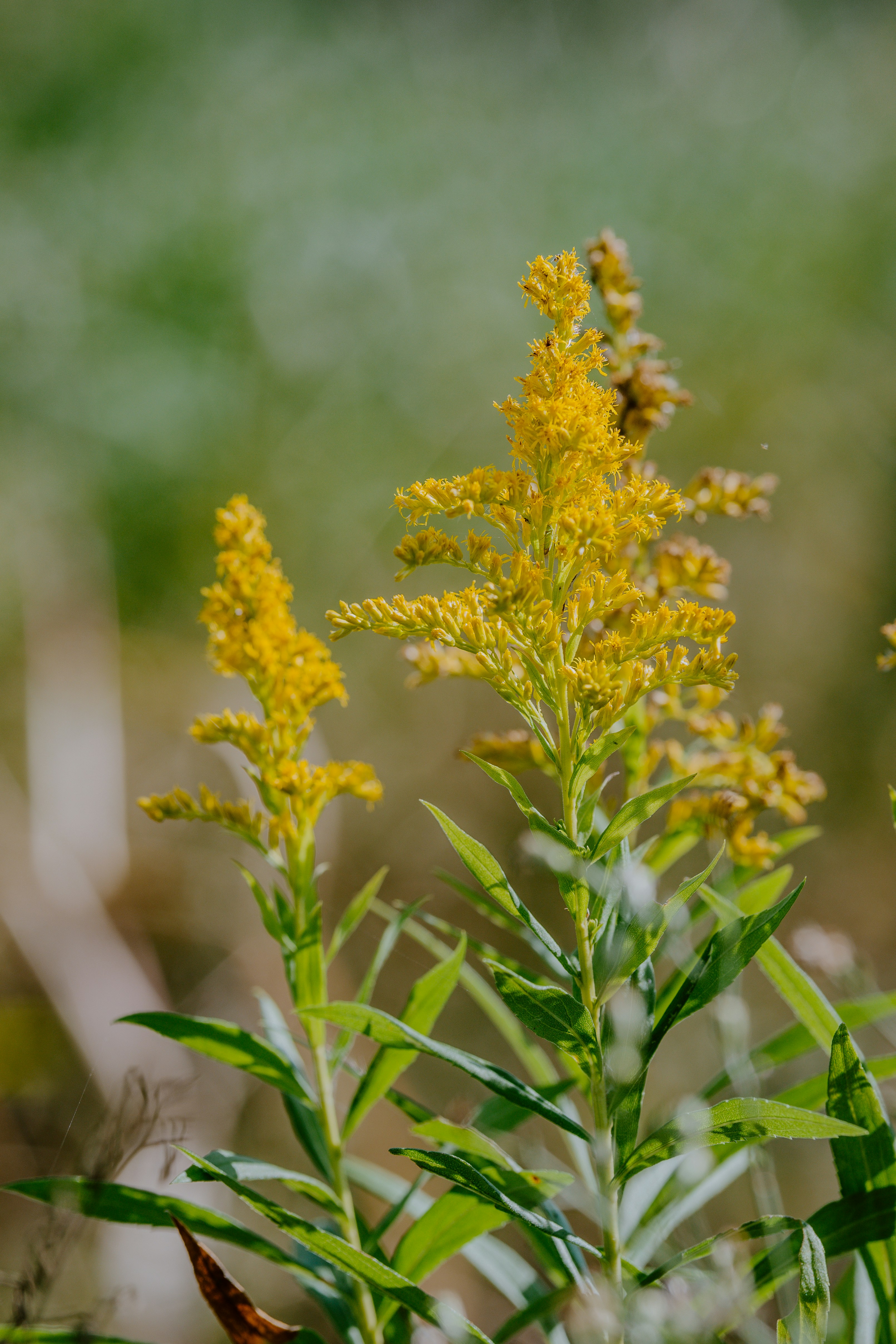 Photo by joseph_royer