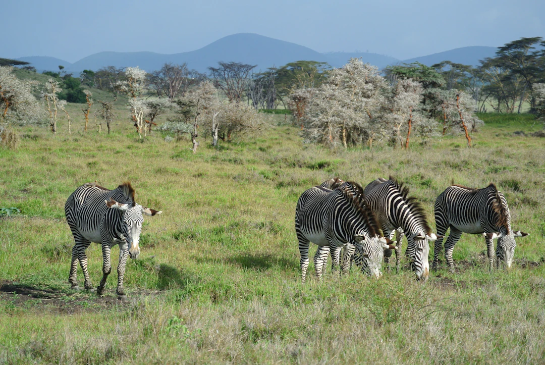 20-Day Kenya Budget Travel Itinerary & Backpacking Guide