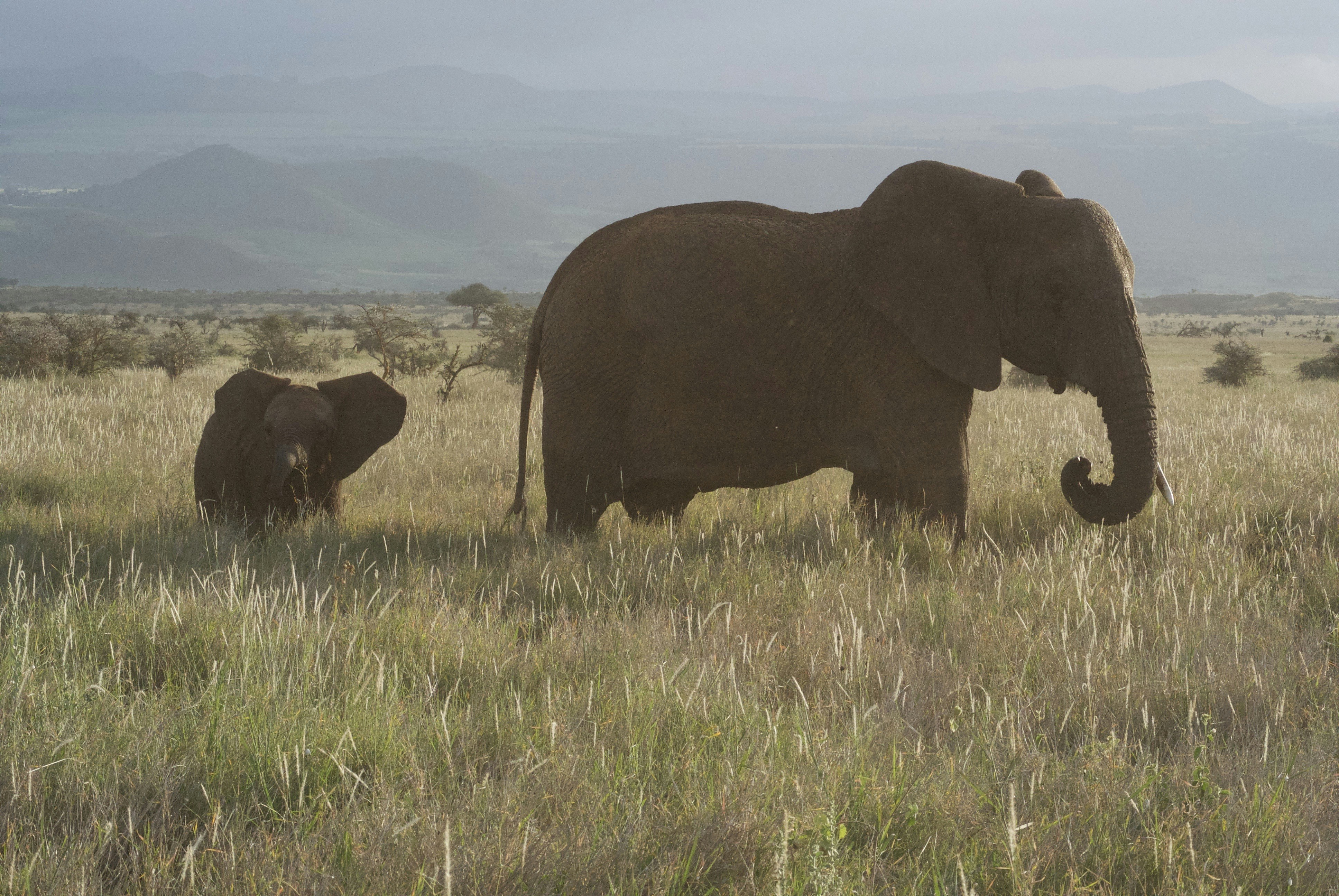 REET Africa Safaris & Expenditions