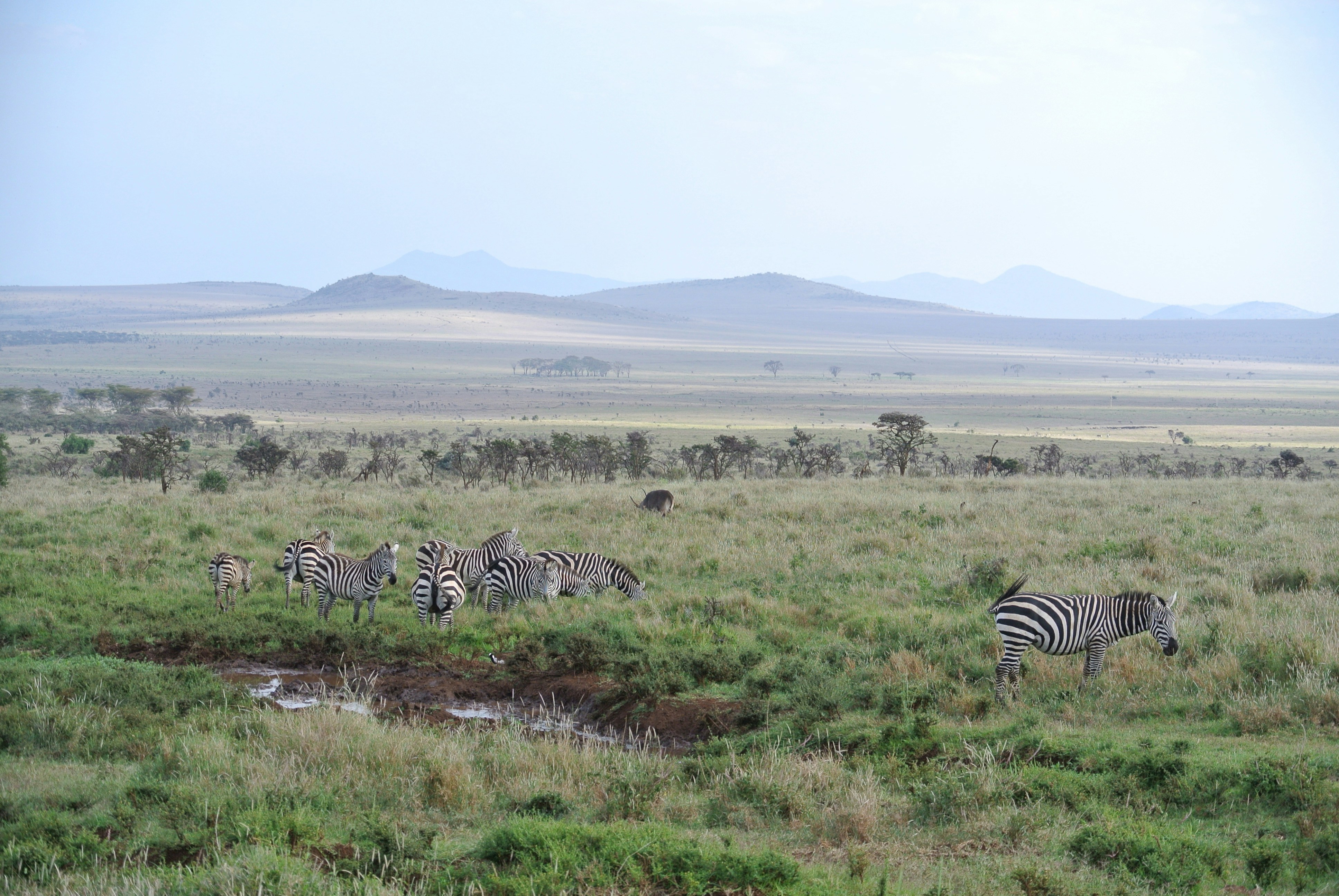 Zerbras on the savannah - Kenya - womentravelabroad.com