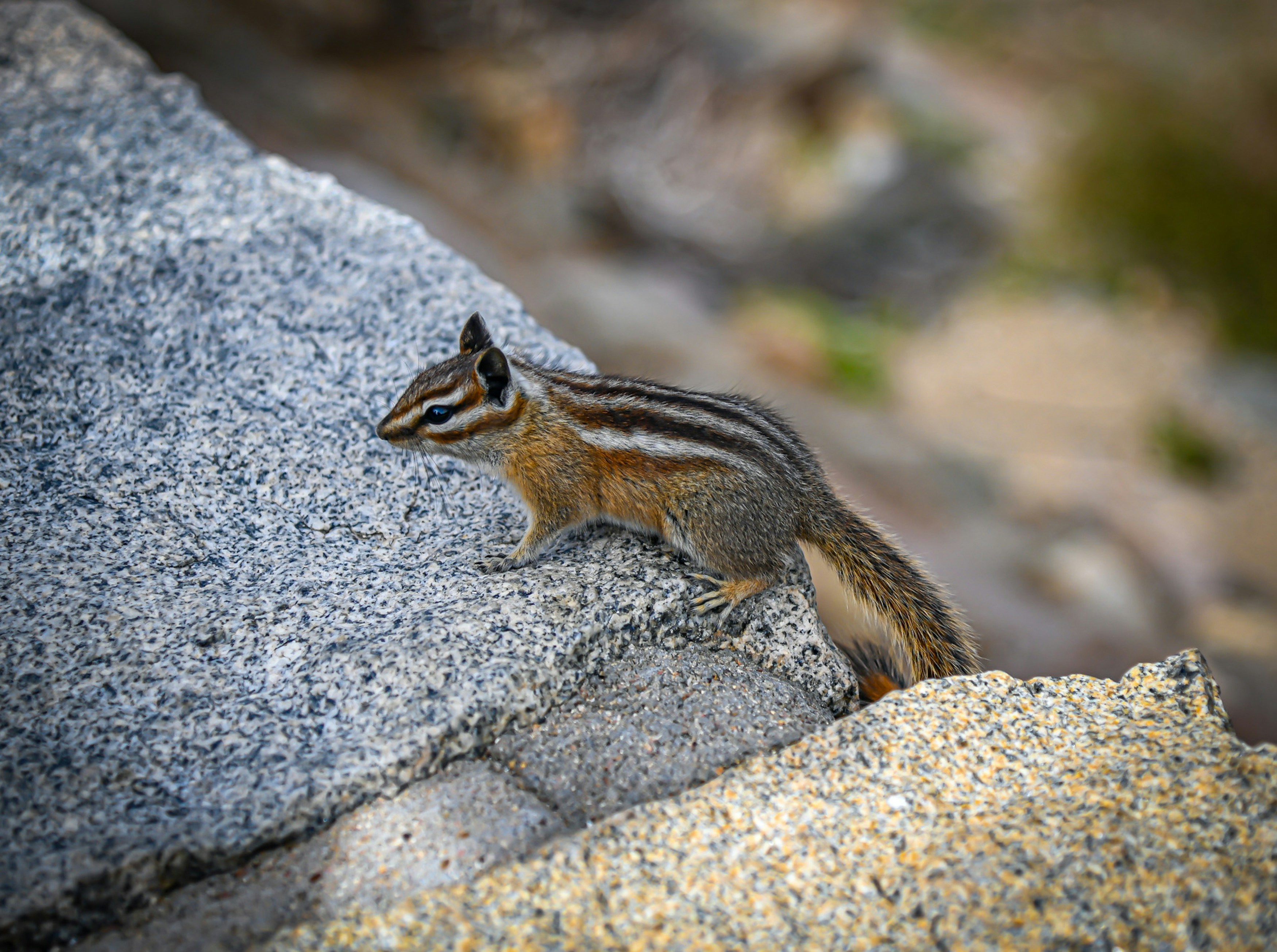 Ein kleines Streifenhörnchen steht auf einem Felsen