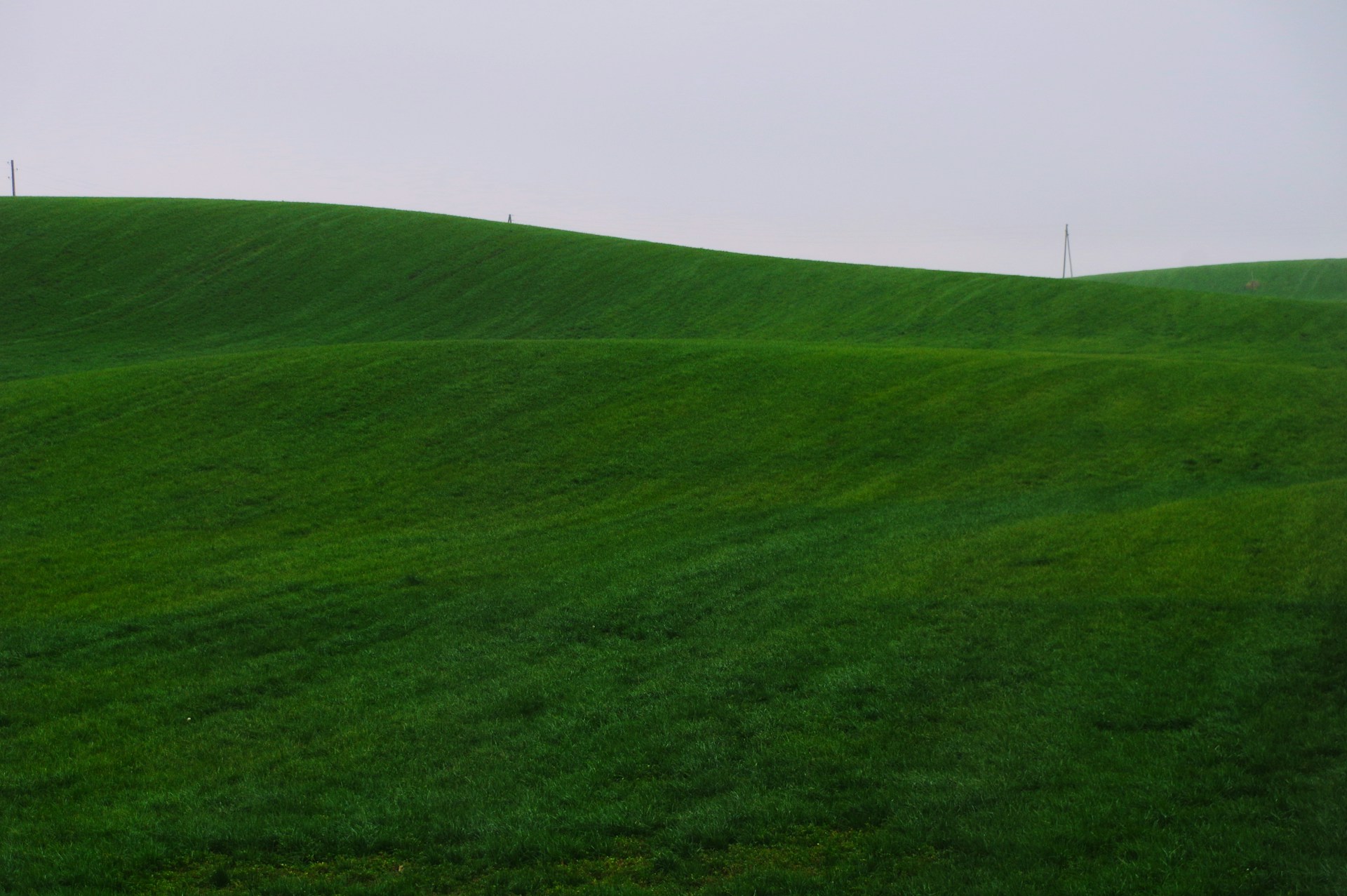A lone sheep standing on a green hill