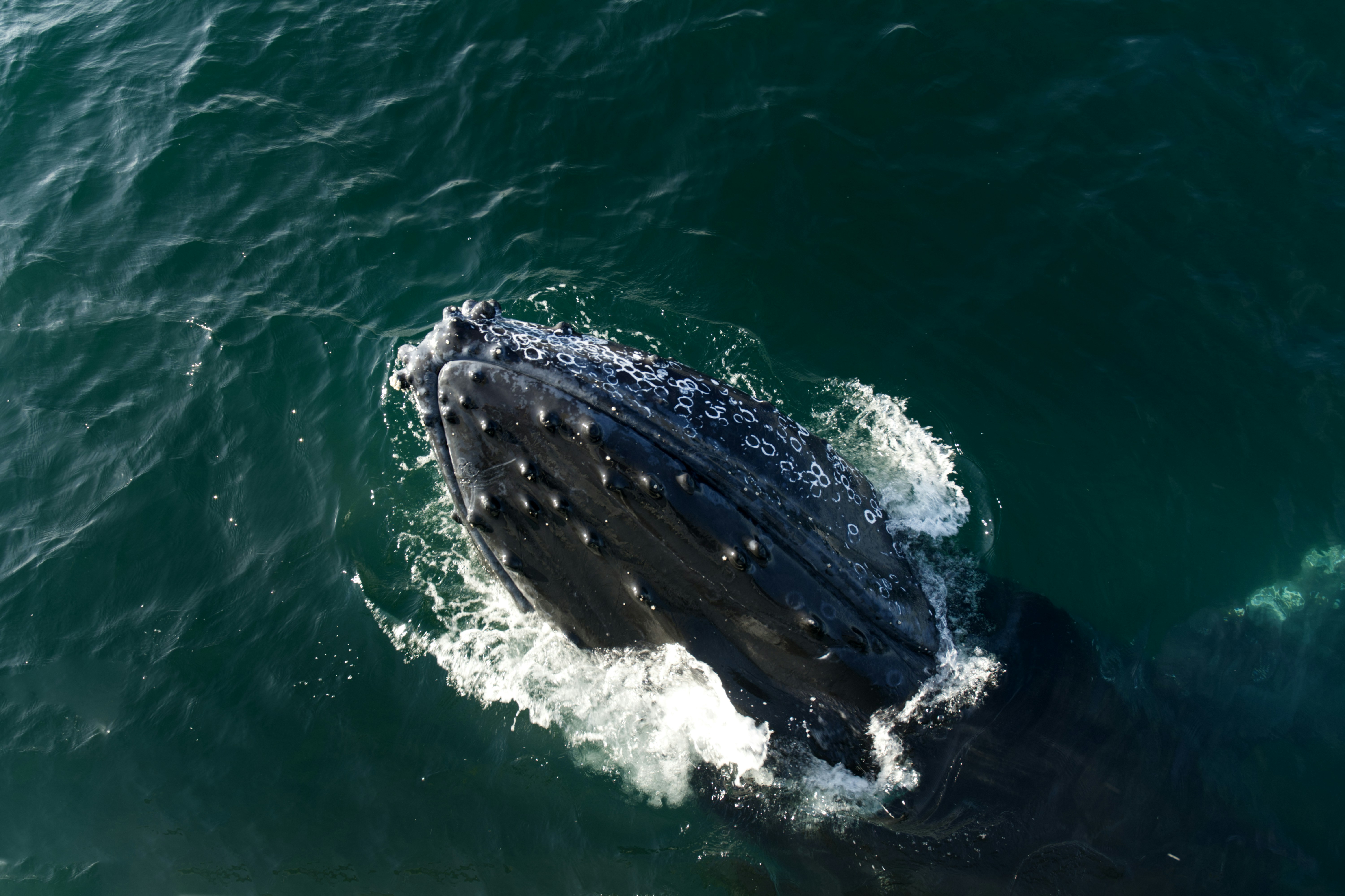 A large gray whale swimming in the ocean