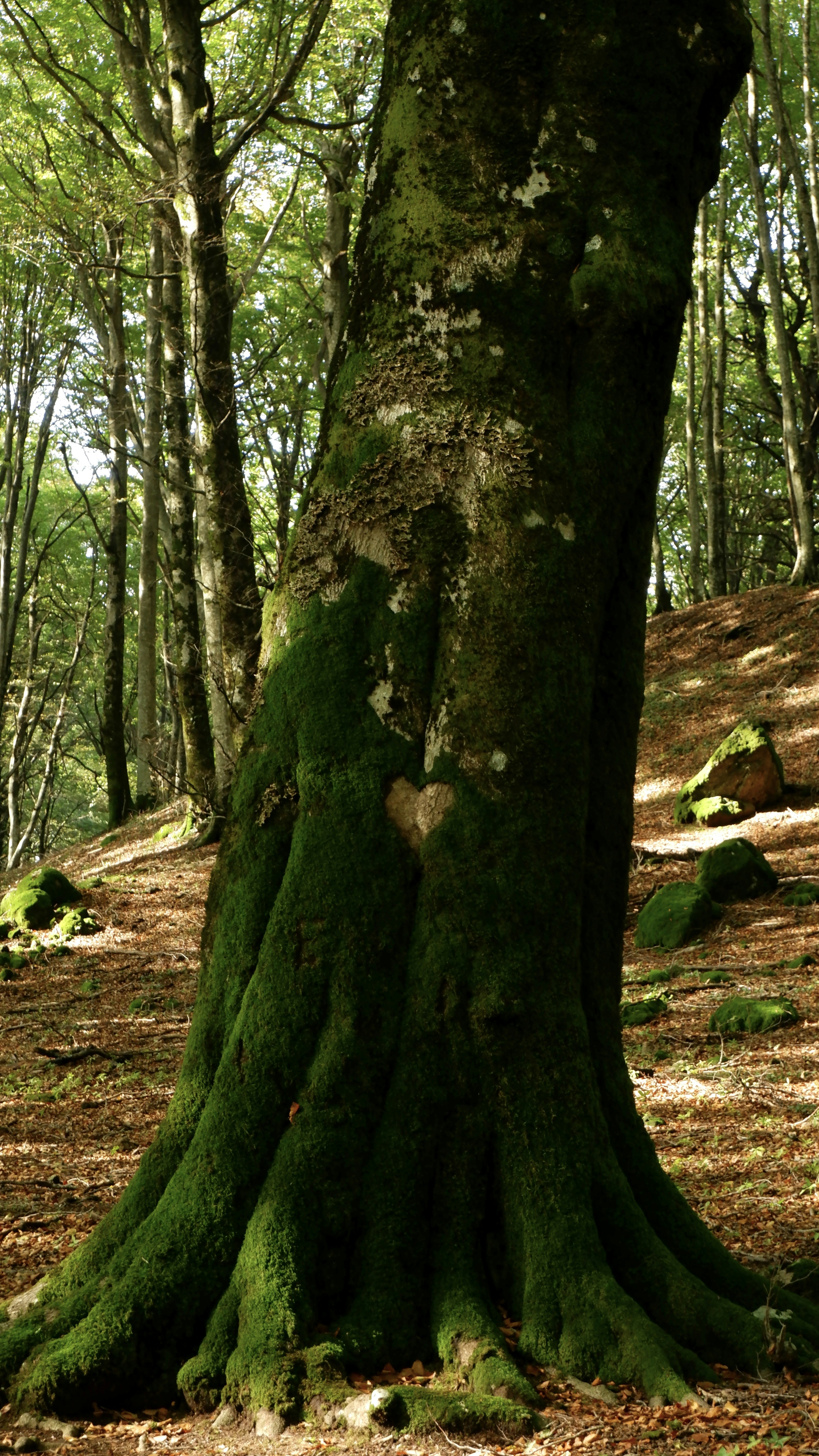 A mossy tree in the middle of a forest