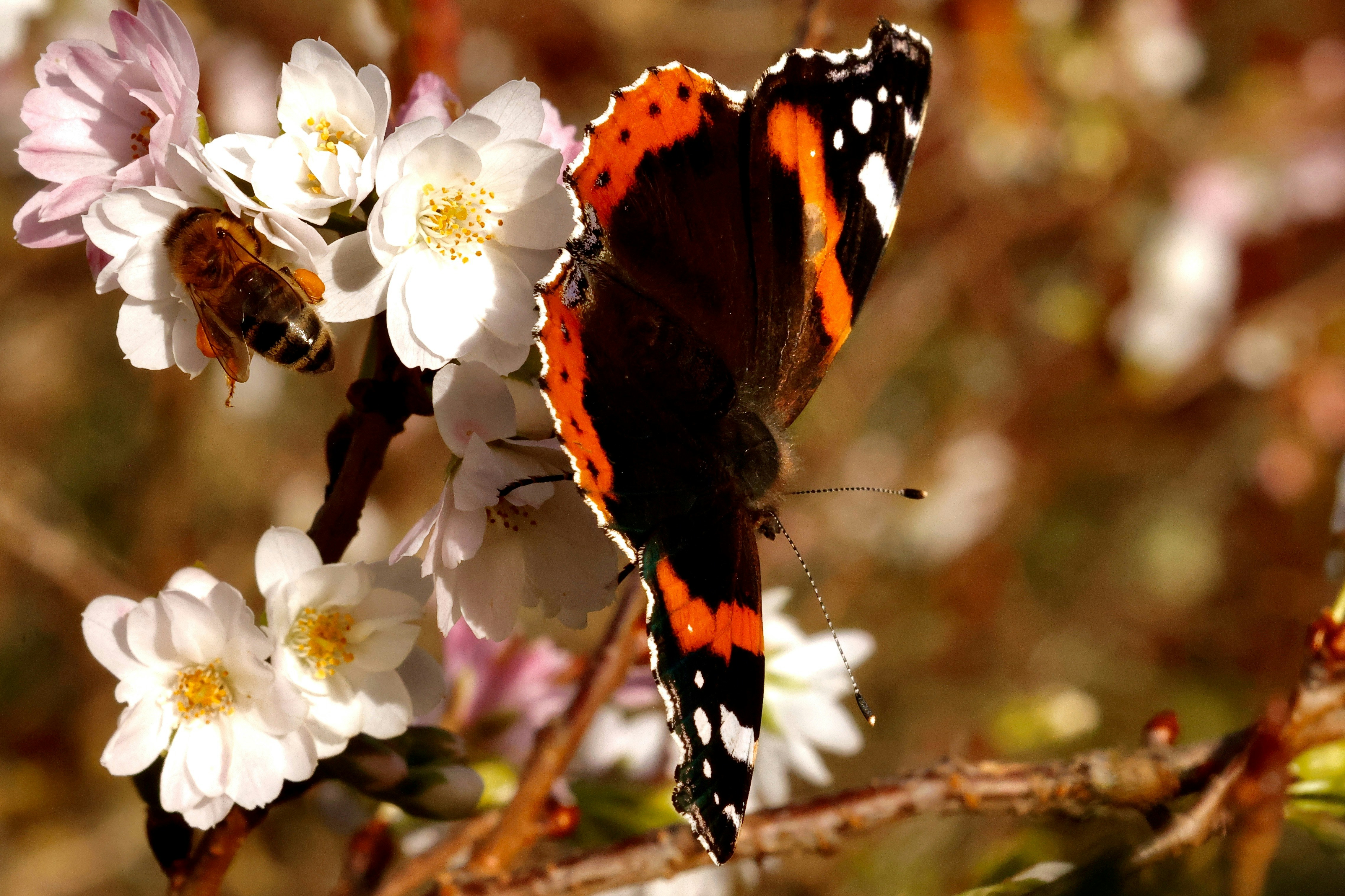 A red and black butterfly sitting on top of white flowers