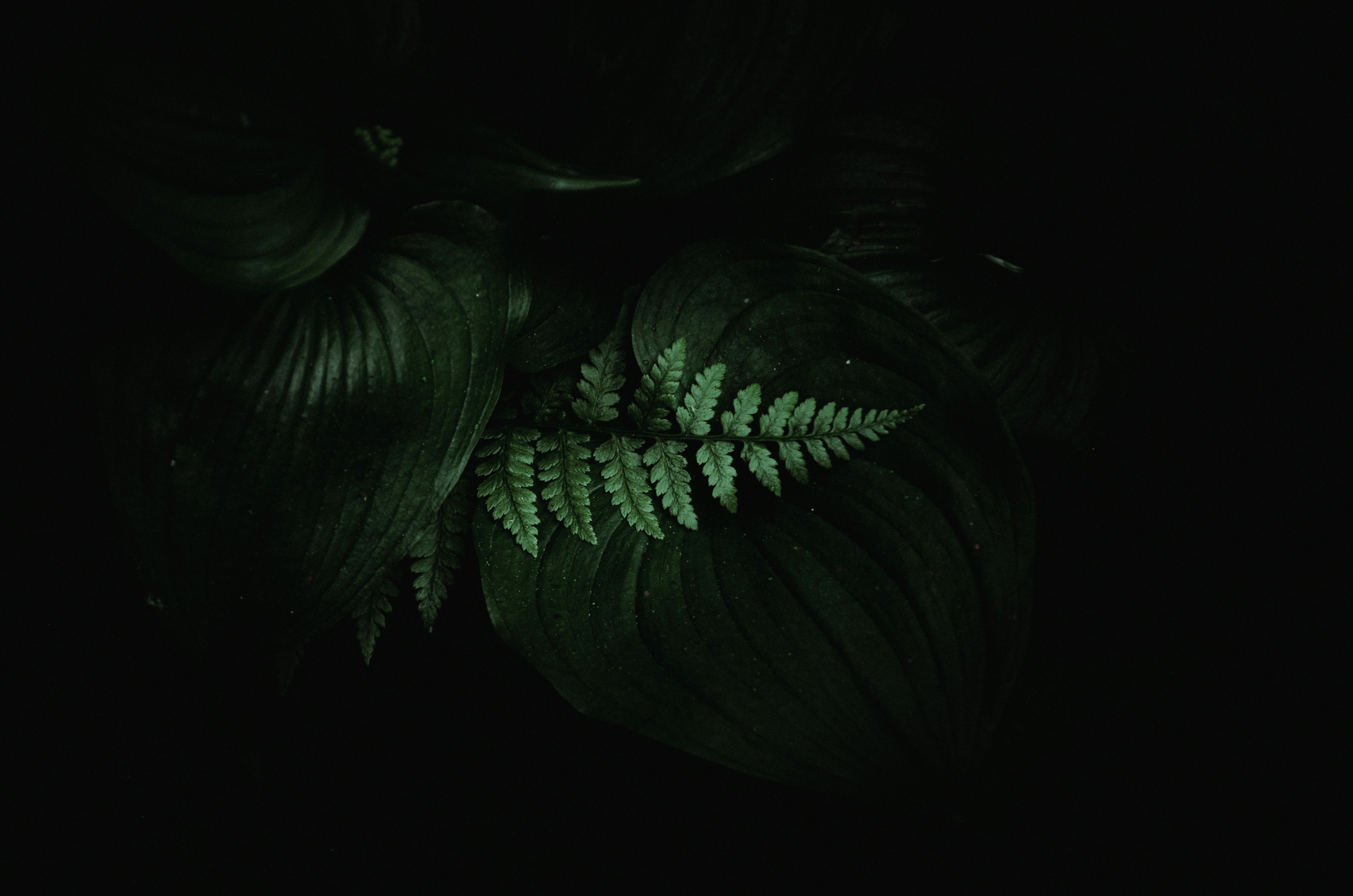 Ferns in the rainforests of Washington State in the PNW