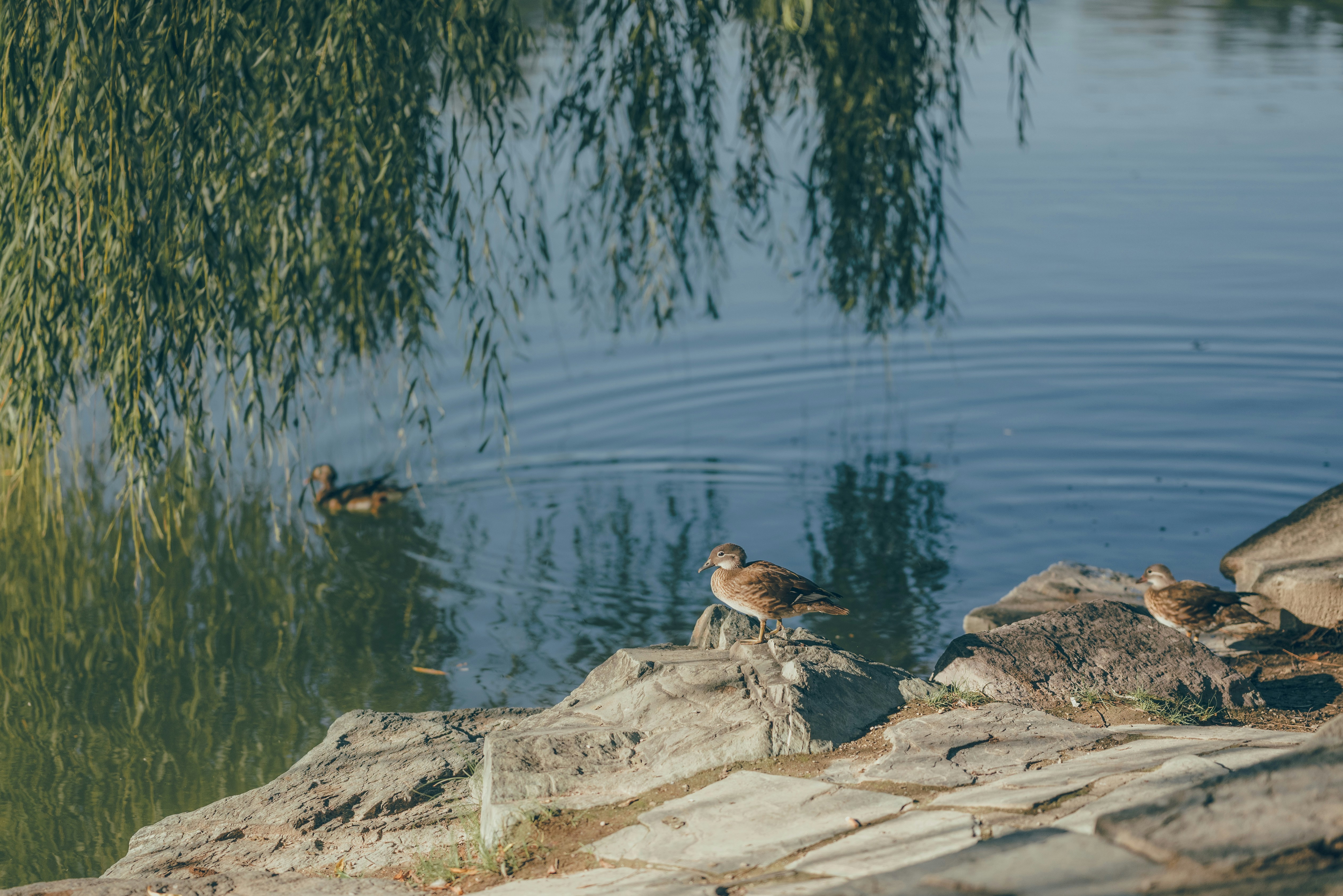 A couple of birds that are standing in the water