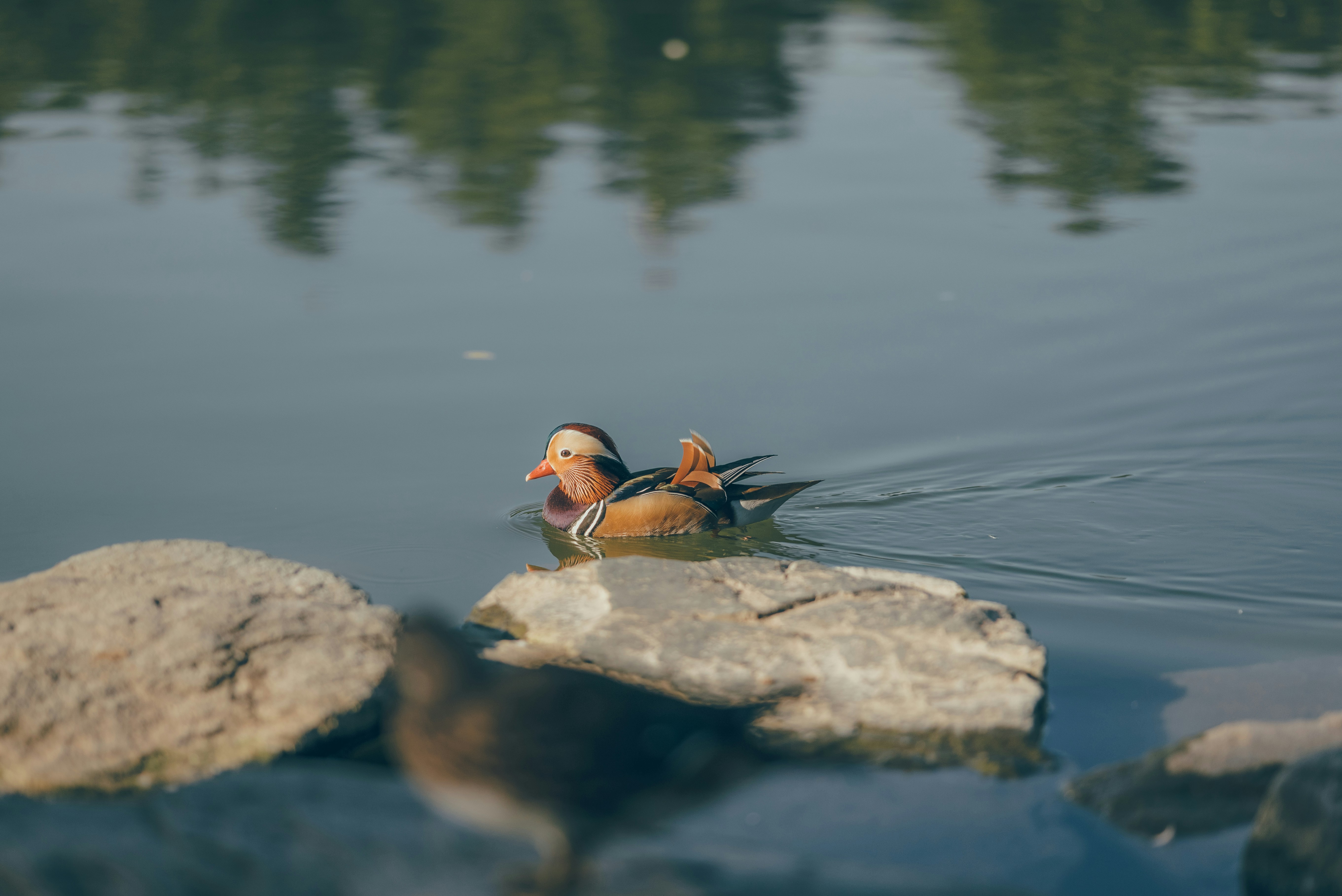 A couple of ducks swimming on top of a lake