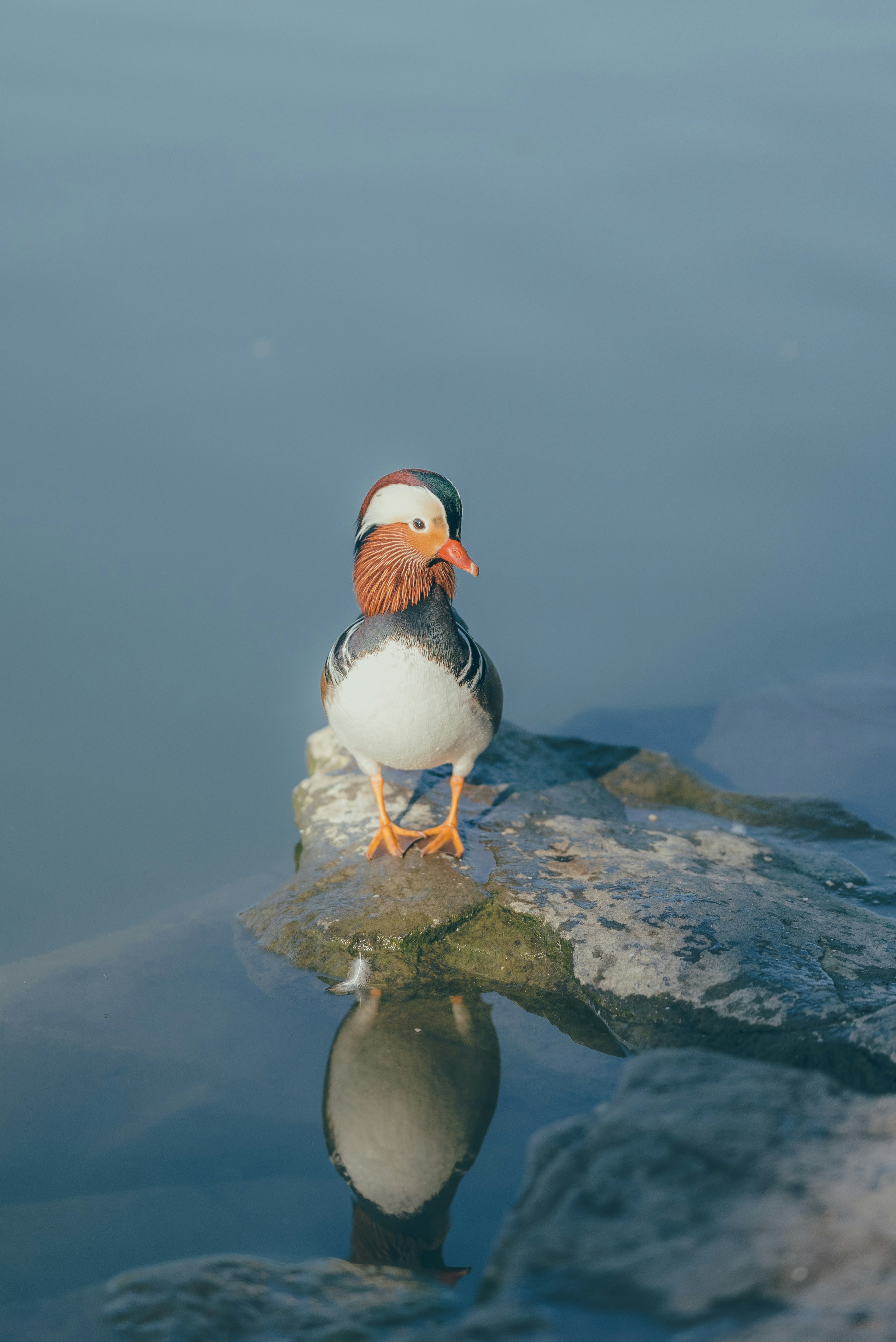 A bird is standing on a rock in the water