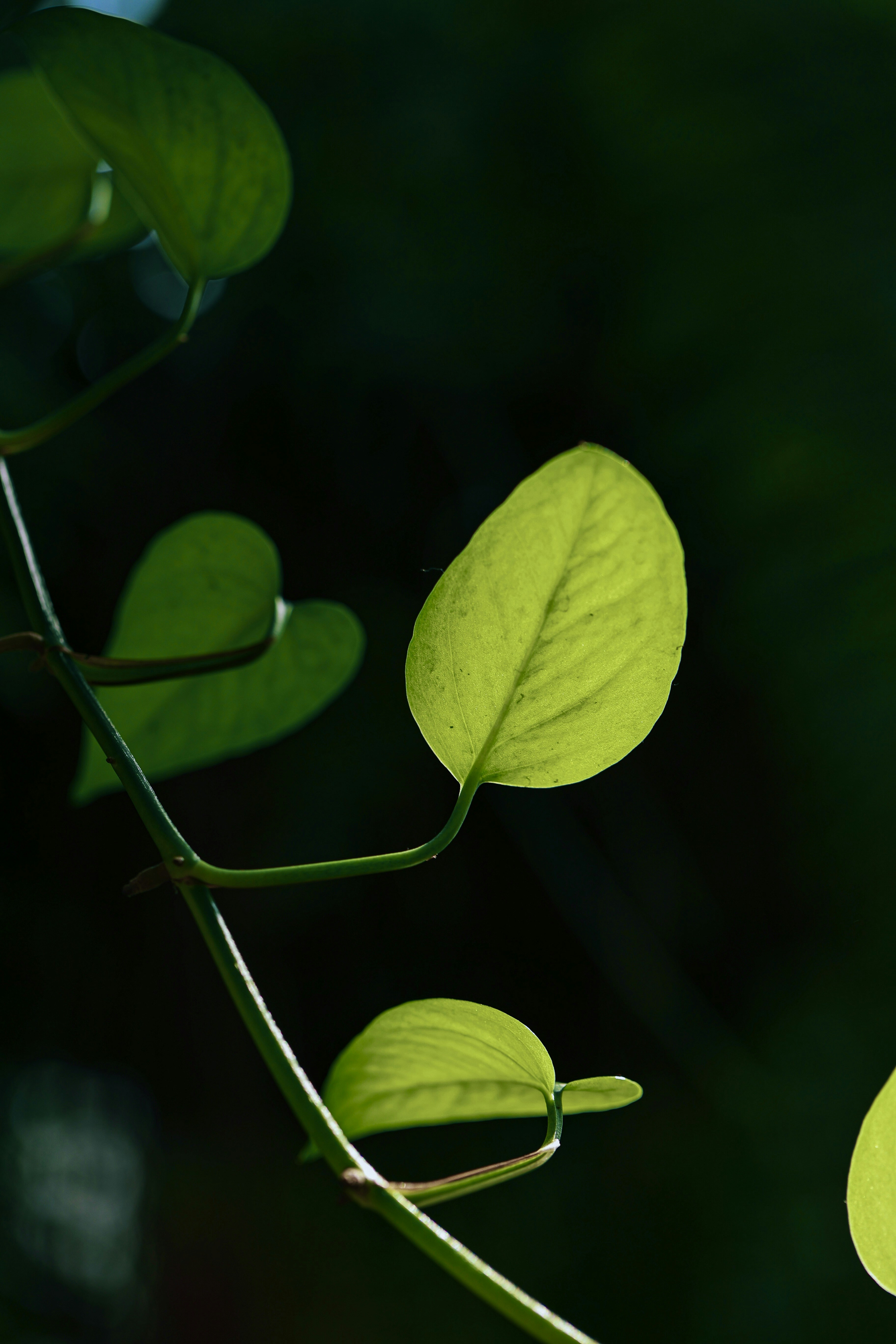 Photo by hieuanhcauam