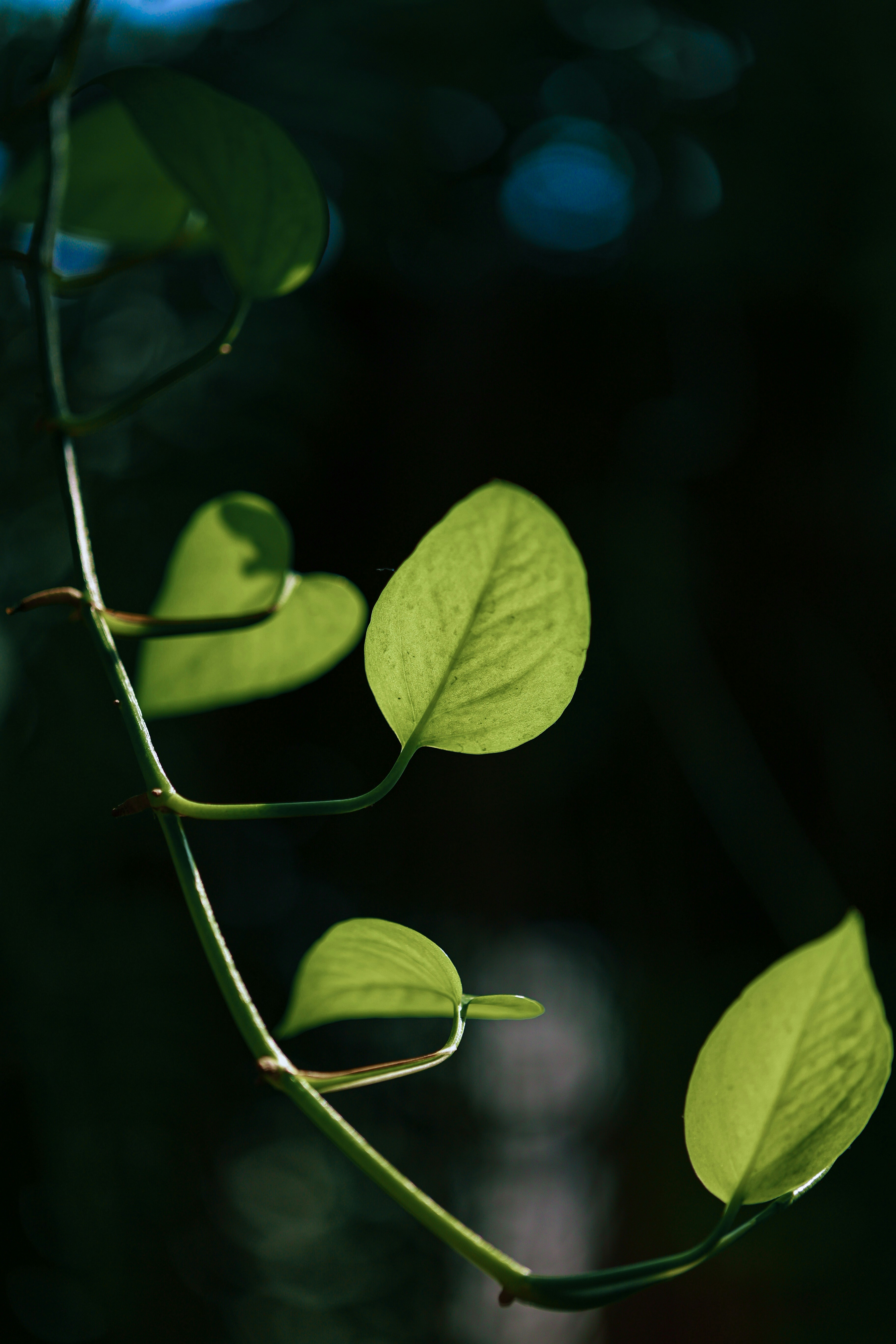 Photo by hieuanhcauam