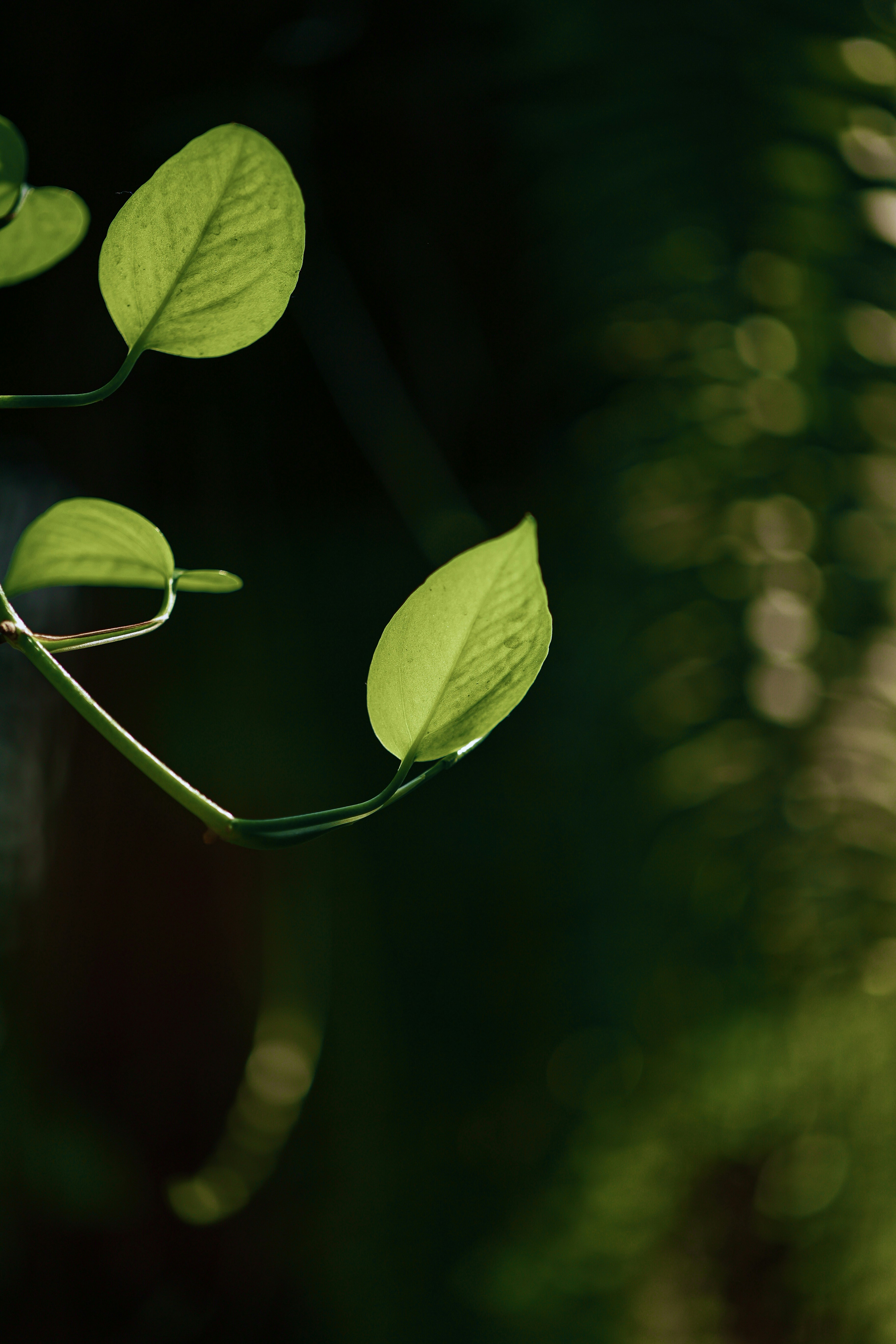 Photo by hieuanhcauam