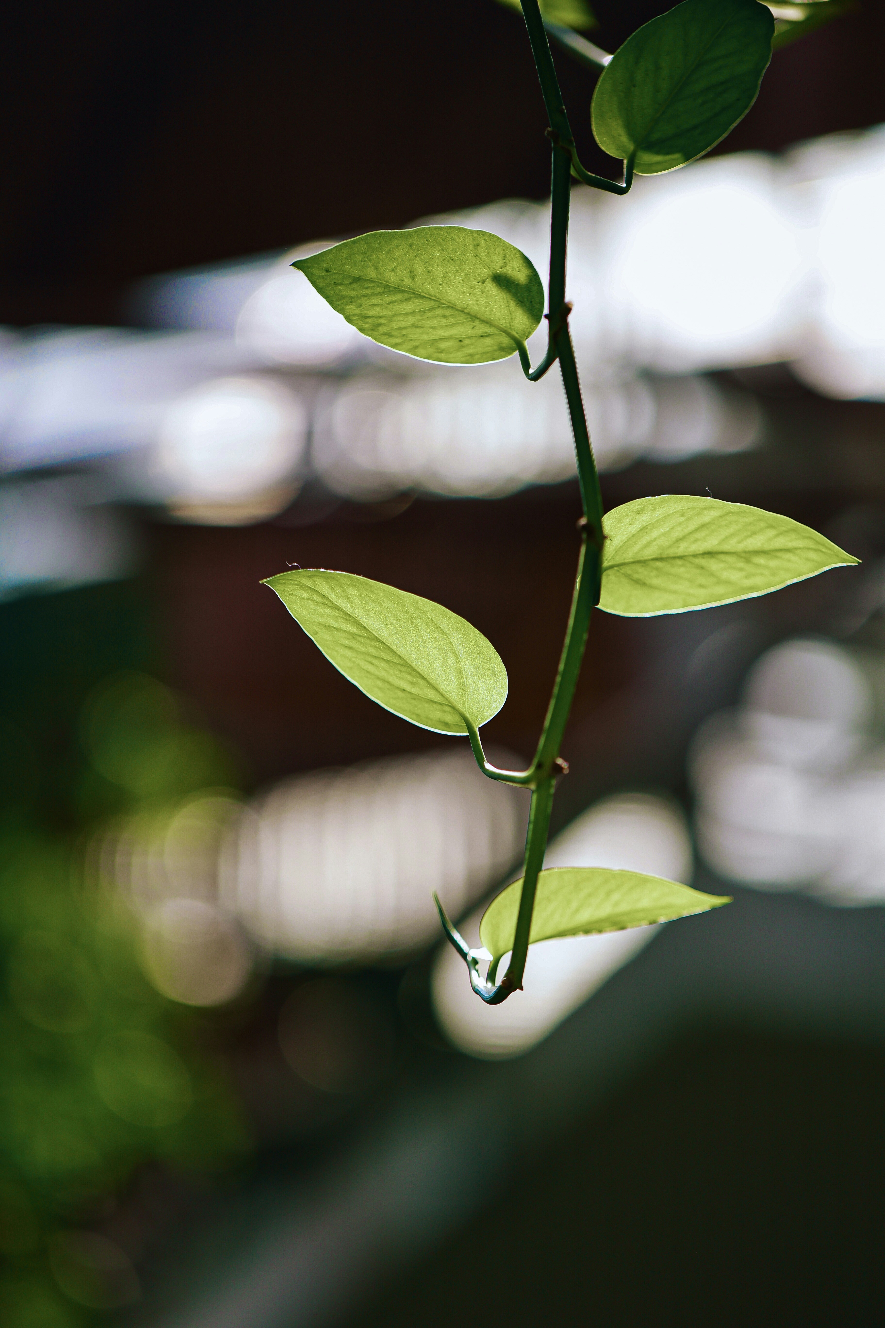 Photo by hieuanhcauam