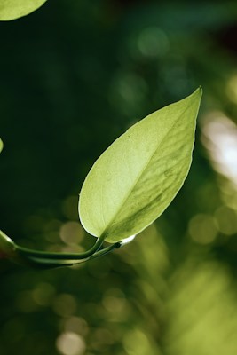 Sustainability Leaf