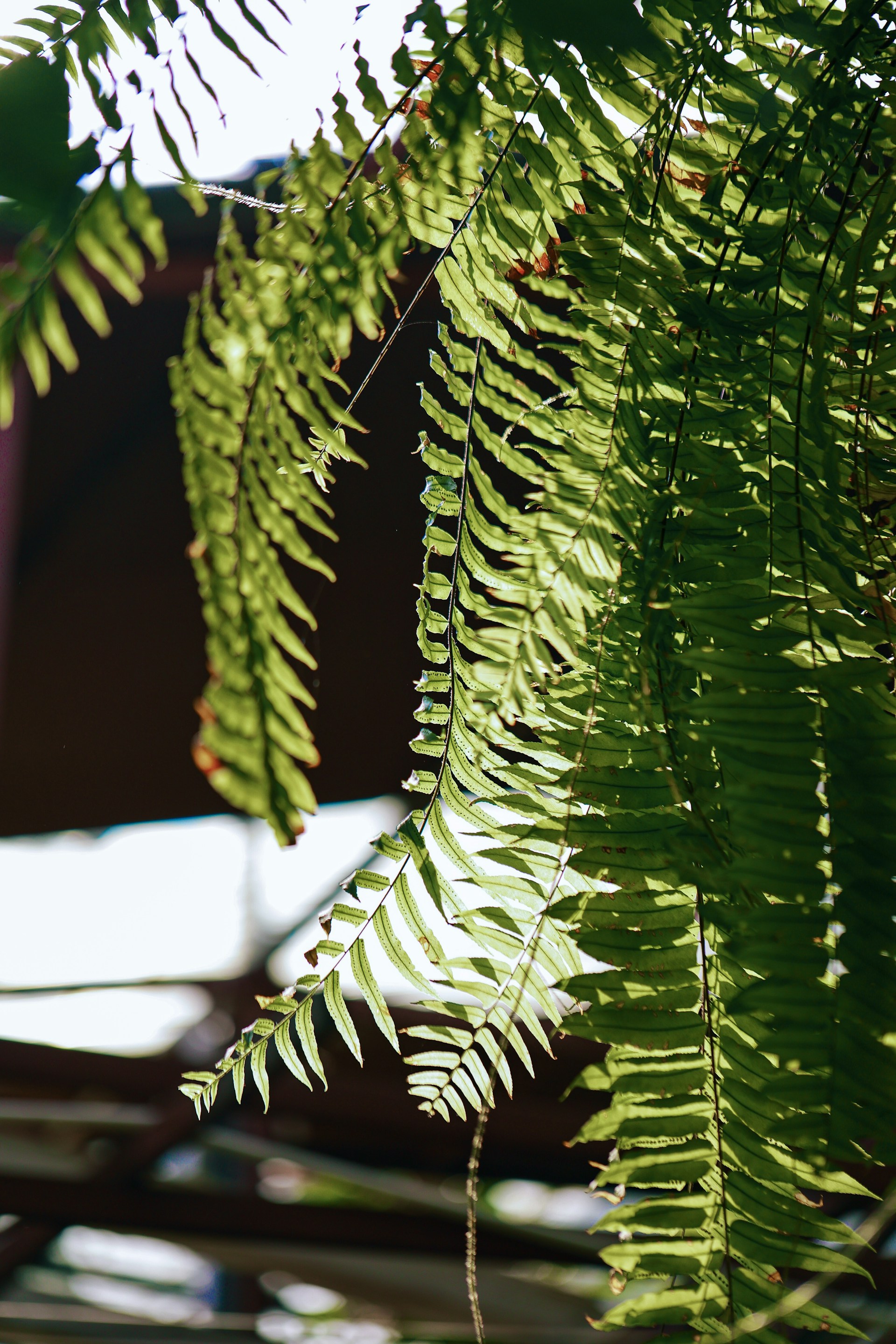 A close up of a green leafy tree