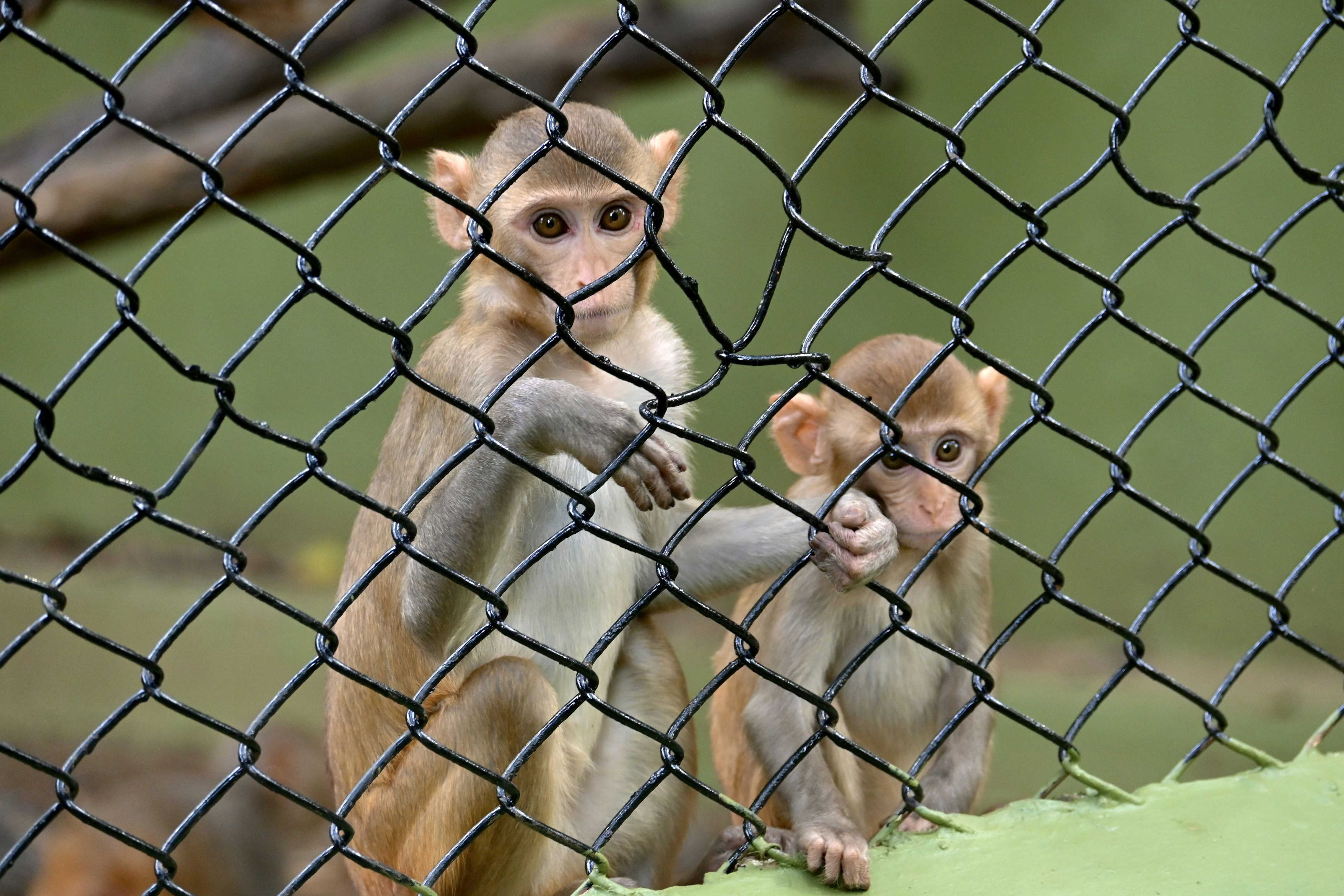 A couple of monkeys sitting on top of a fence