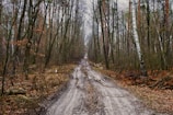 A dirt road in the middle of a forest