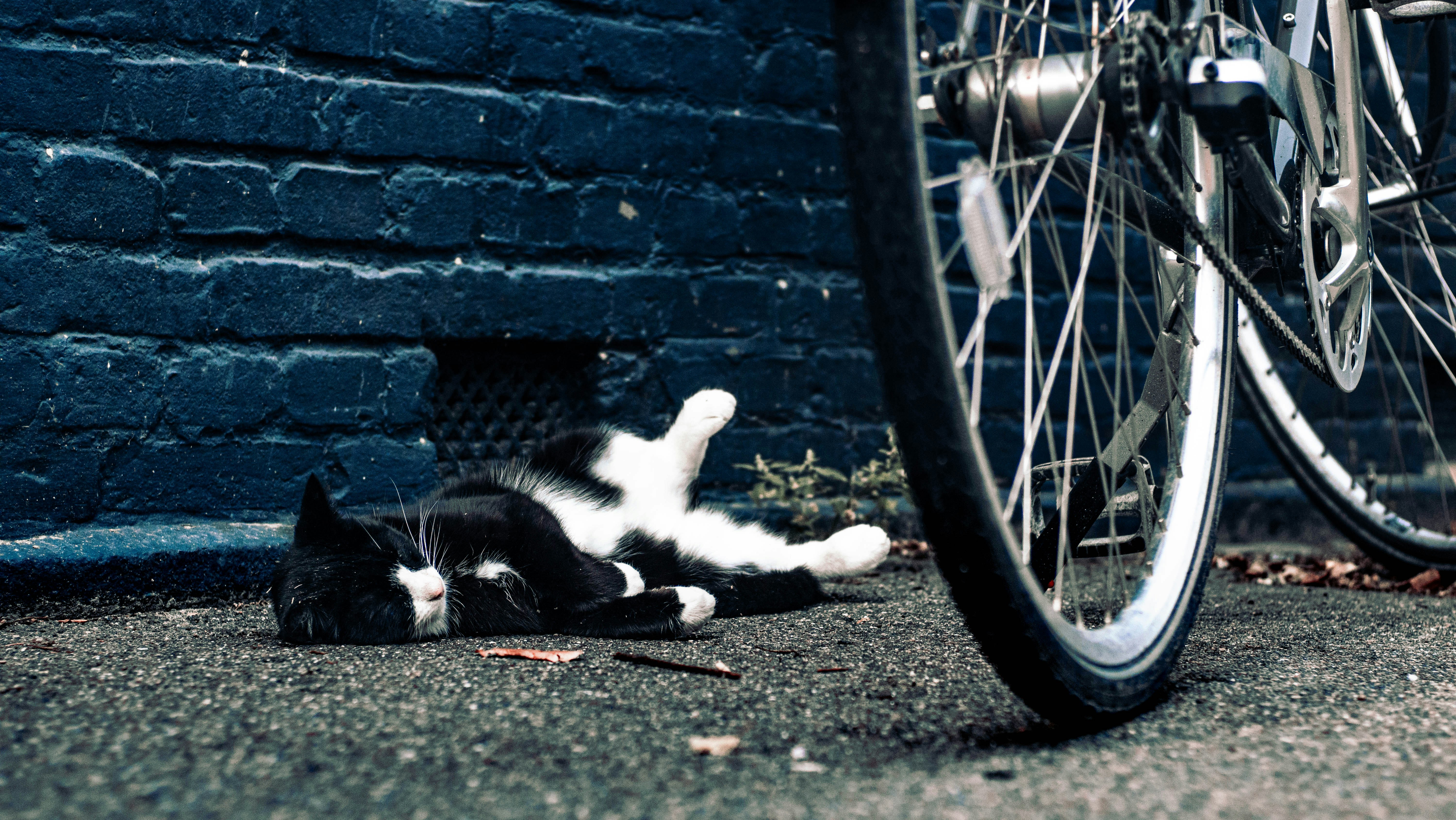 Det hemmelige liv af danske katte, du aldrig har set før!