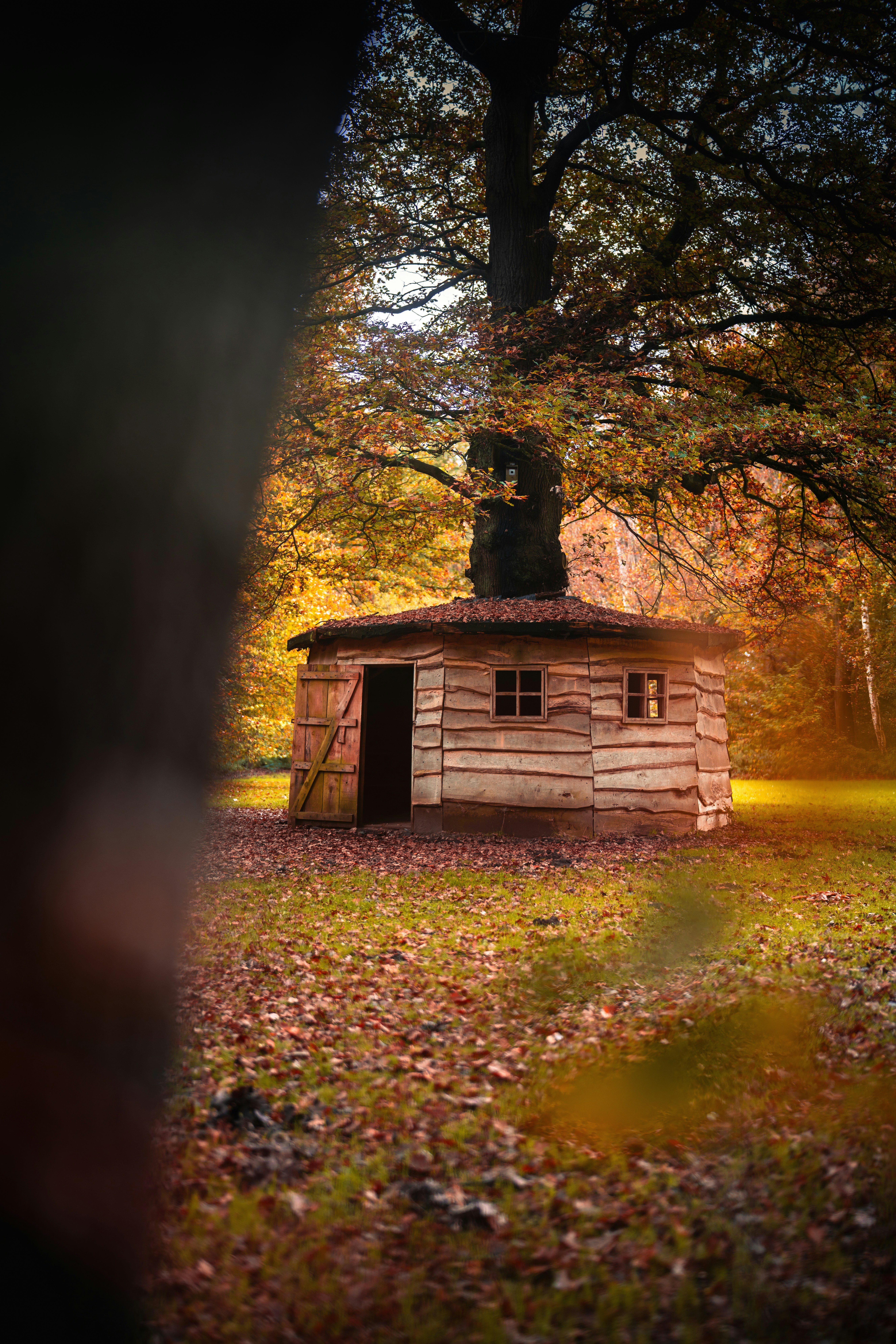 A small cabin in the middle of a forest