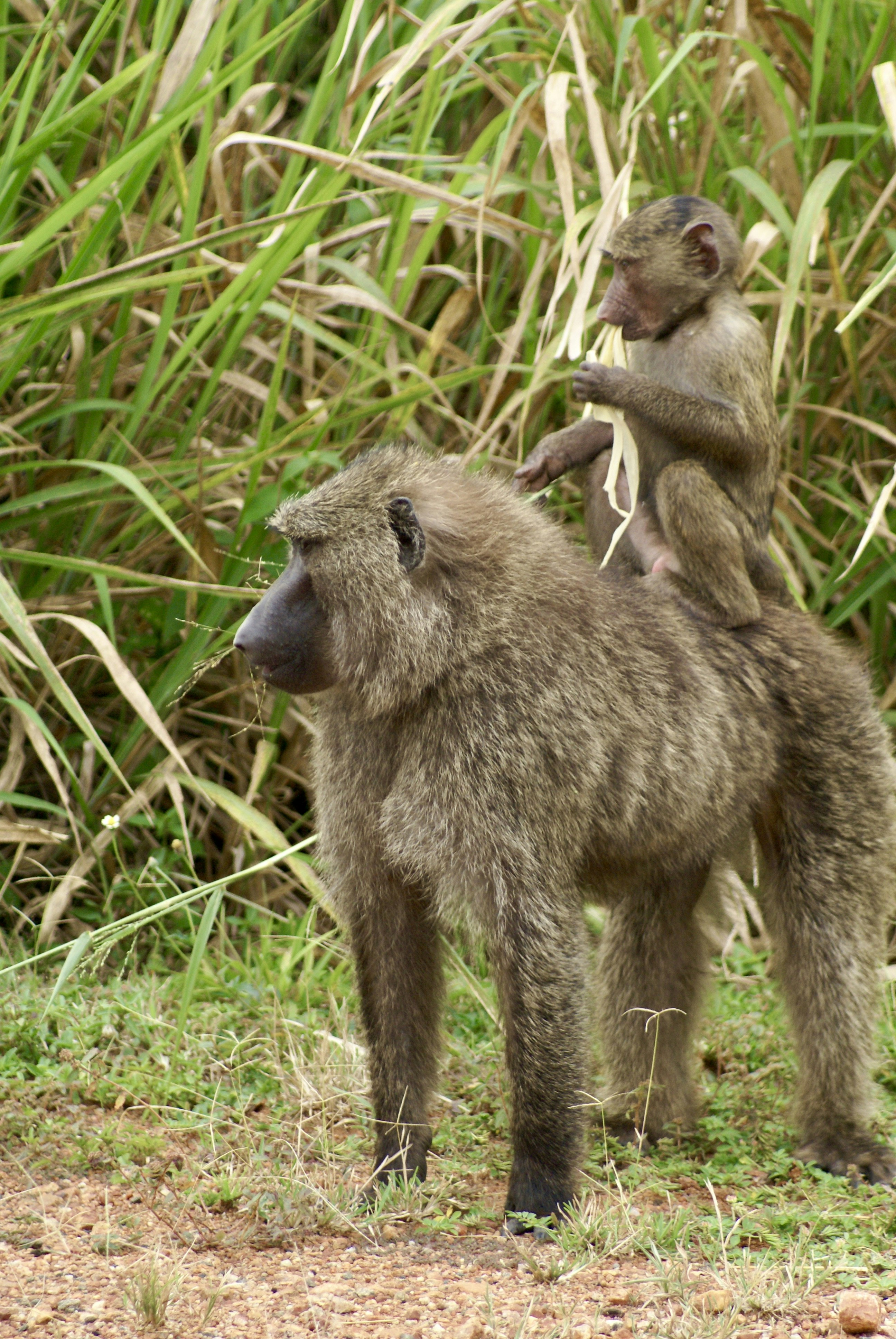 Two monkeys sitting on top of each other in the grass