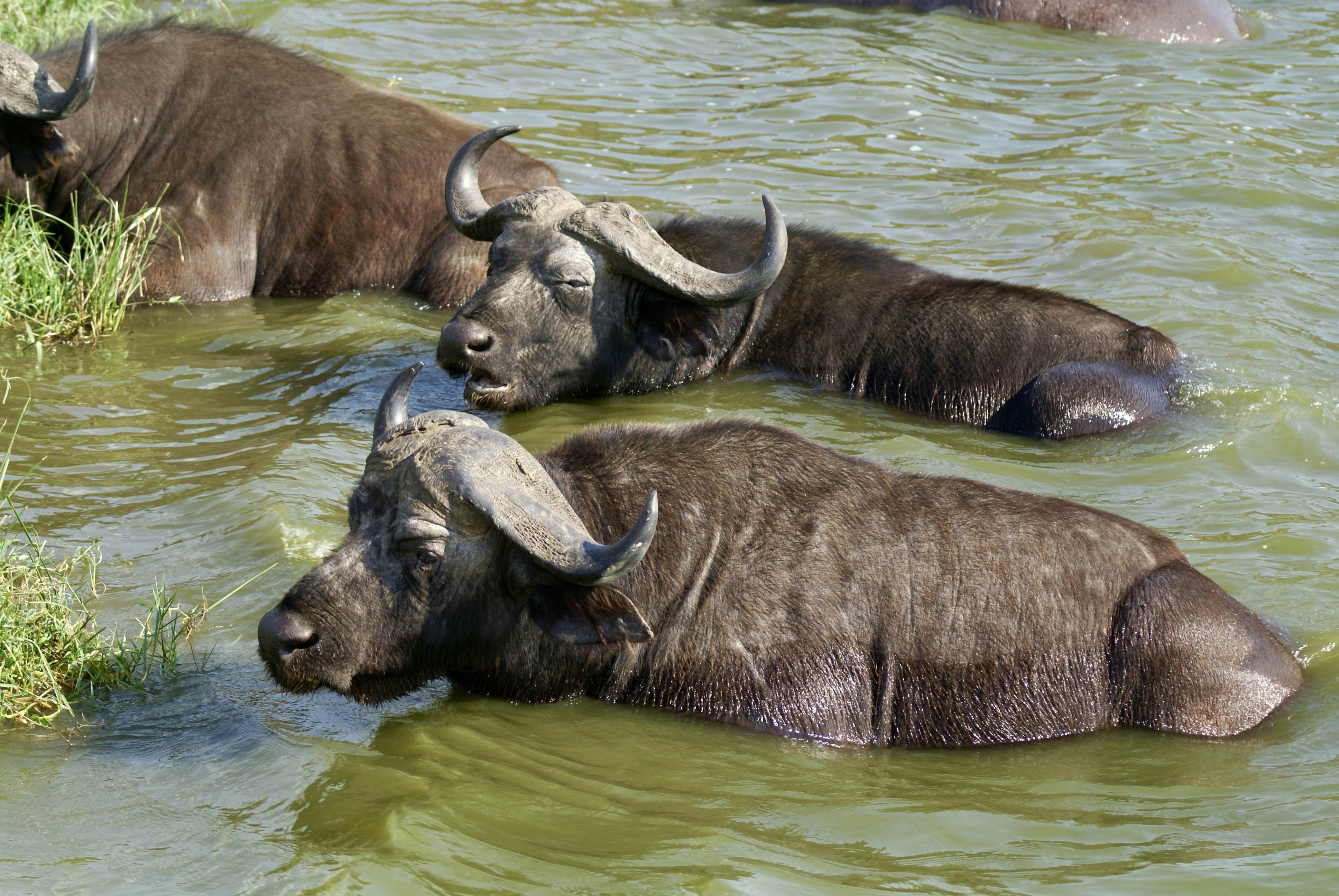 A herd of water buffalo wading through a body of water