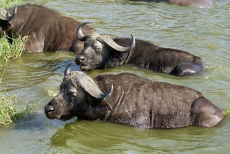 A herd of water buffalo wading through a body of water