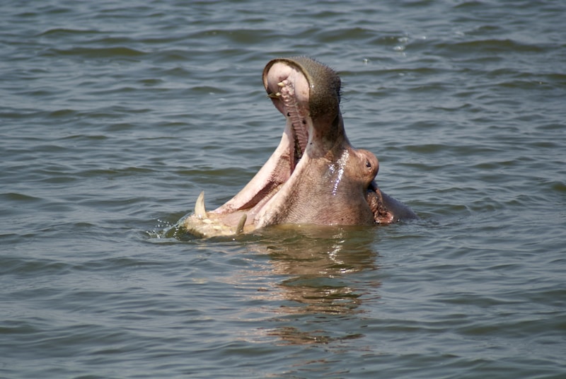 A hippopotamus in the water with its mouth open