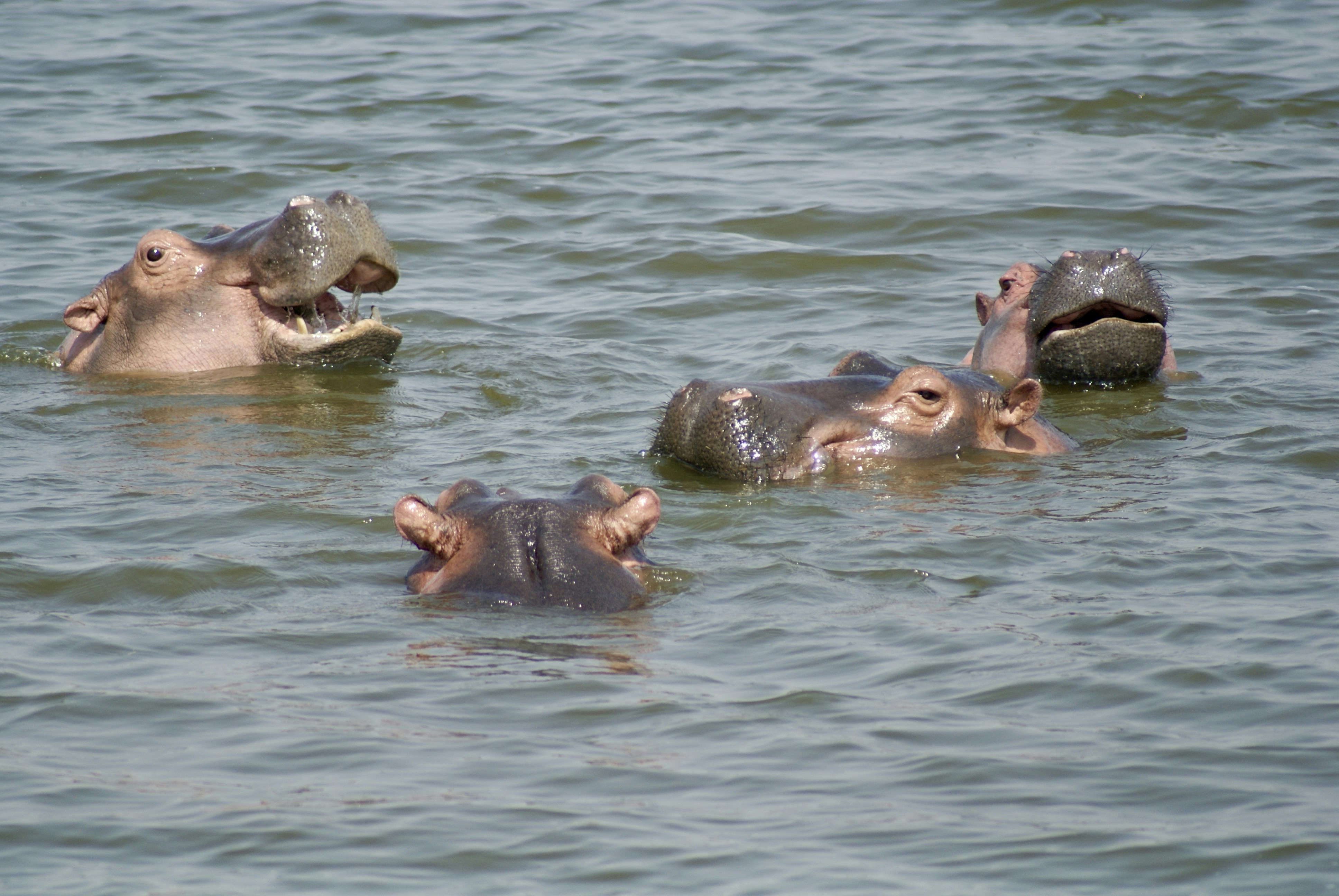 A hippo in the water, representing Tanzanian wildlife.