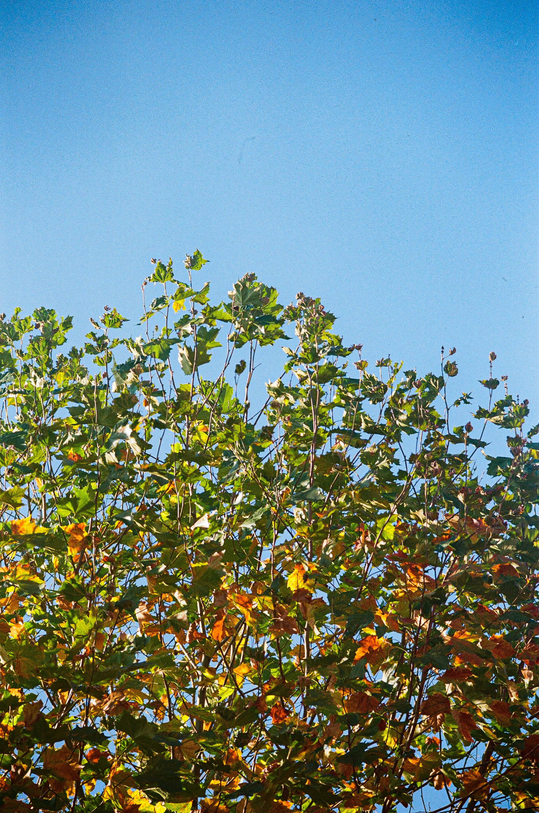 A bird sitting on top of a tree branch