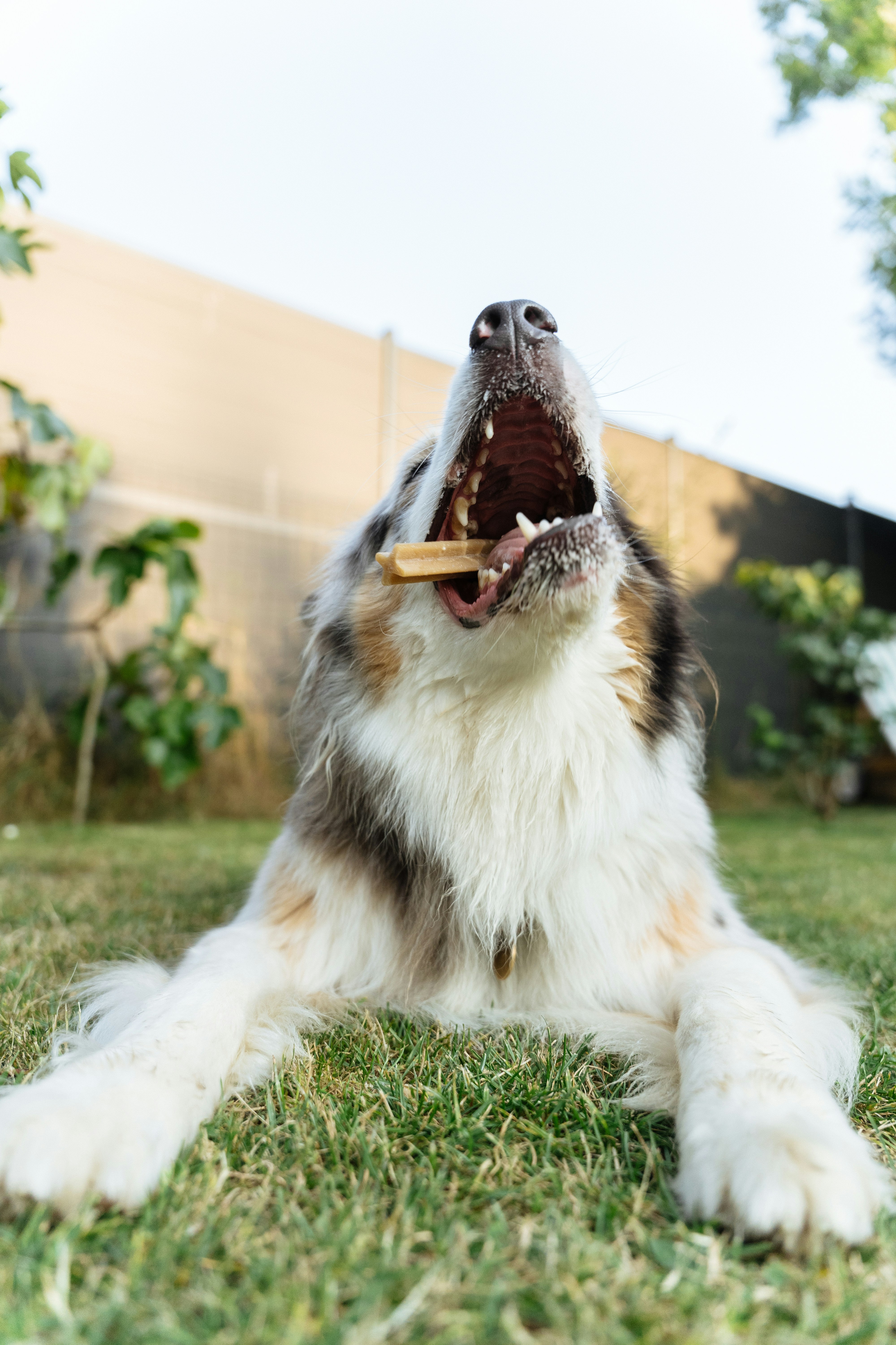 A dog laying in the grass with a stick in its mouth