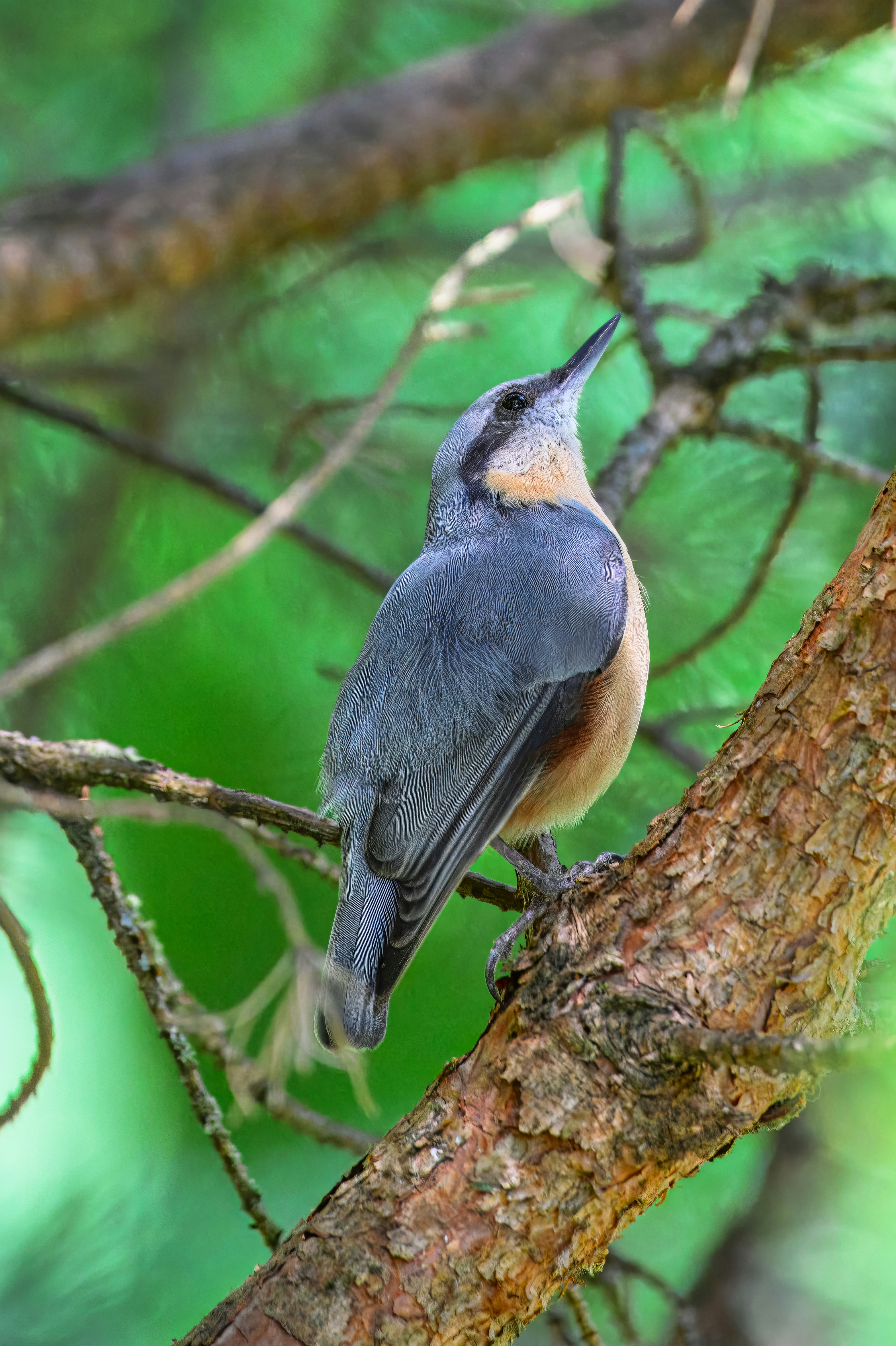 A small bird perched on a tree branch