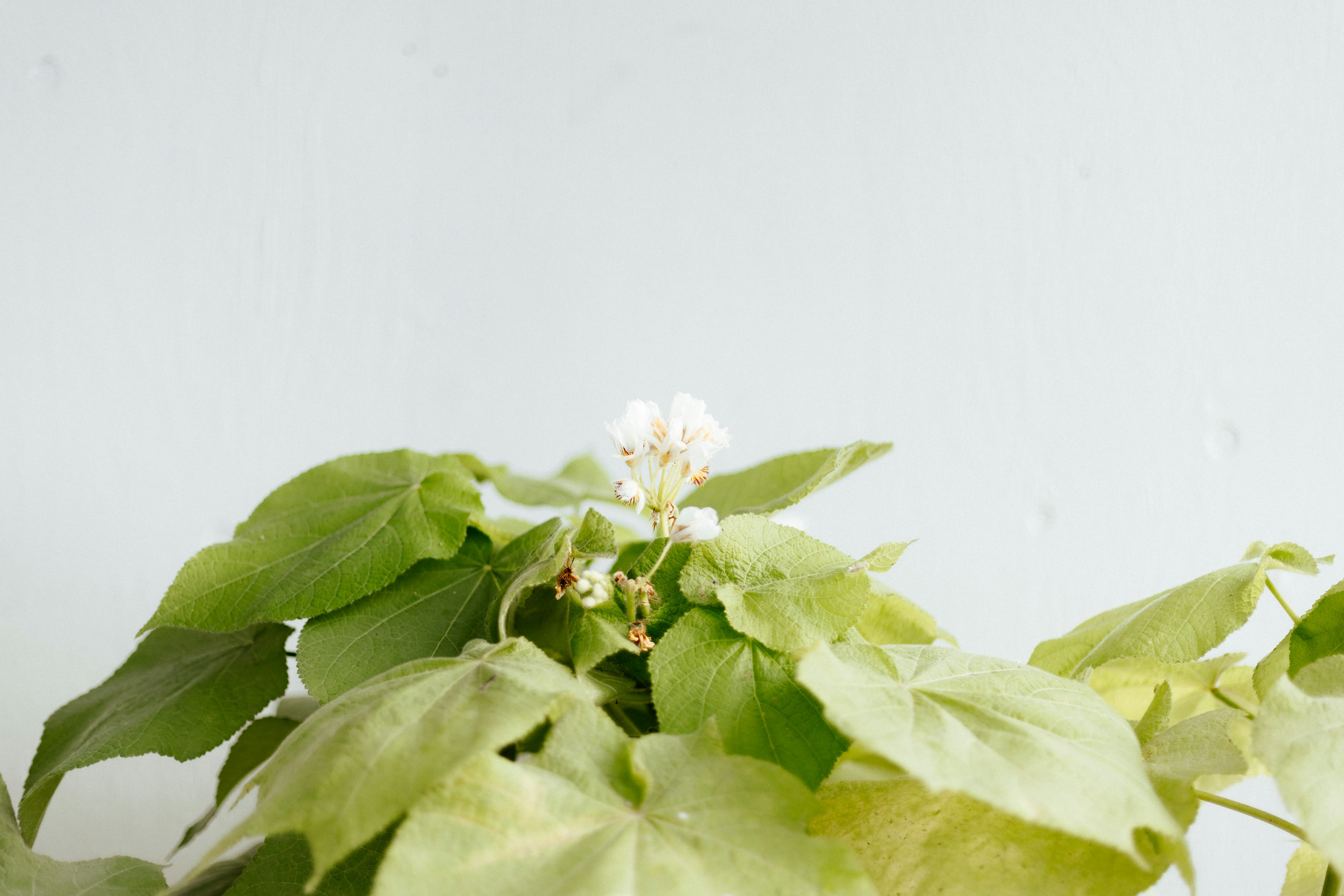 Photo by anniespratt