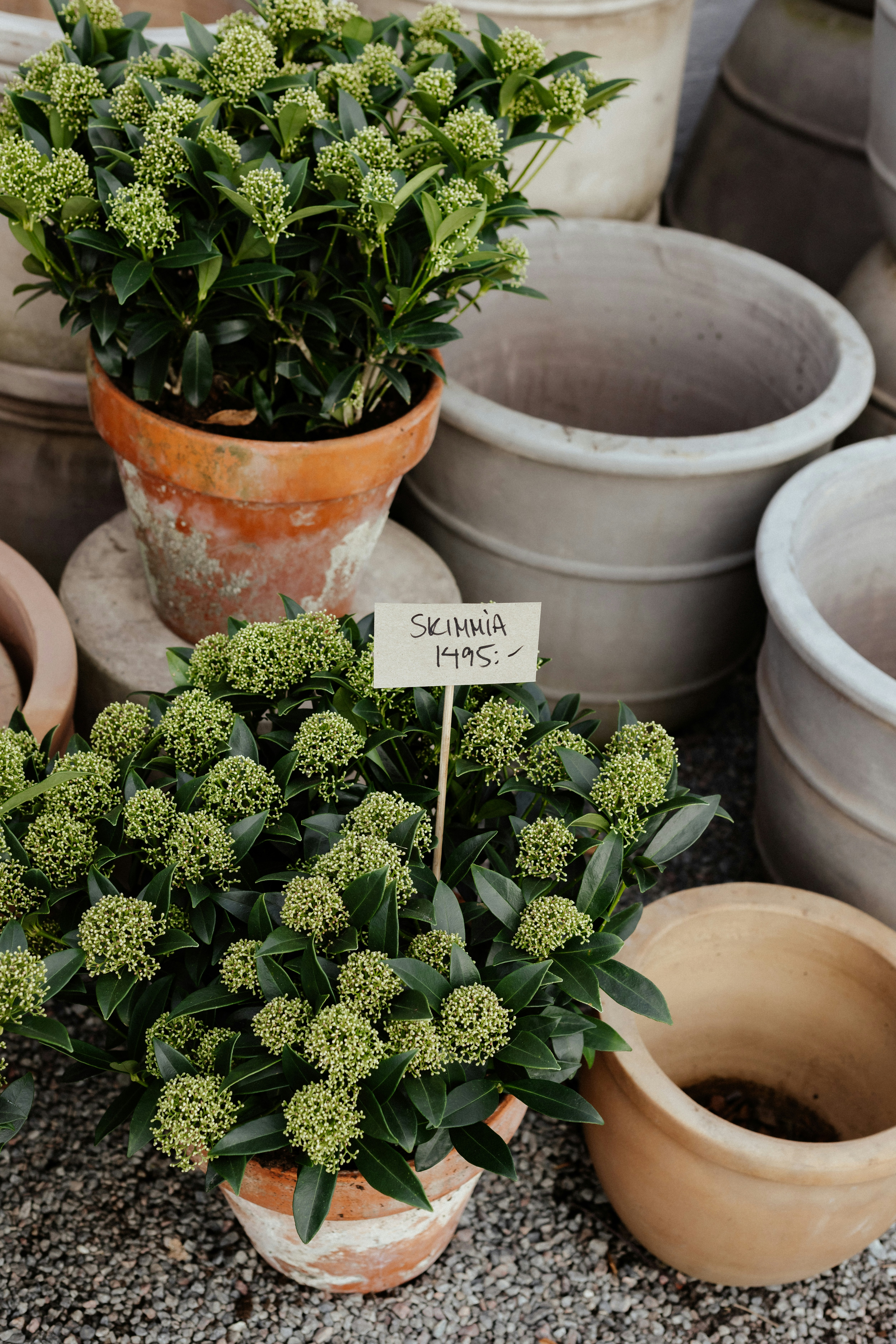 Ein Strauß Topfpflanzen, die nebeneinander sitzen