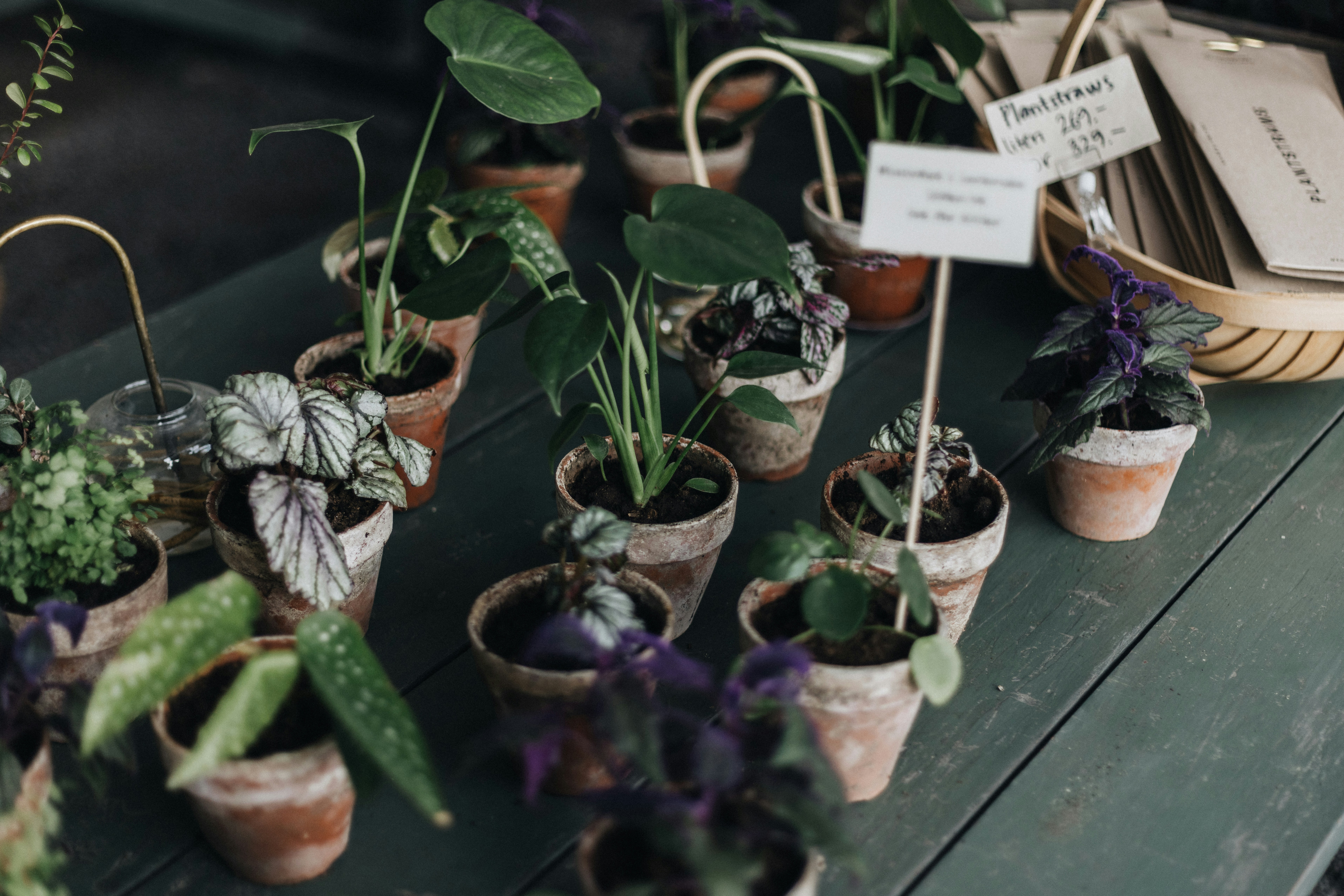 A table topped with lots of potted plants
