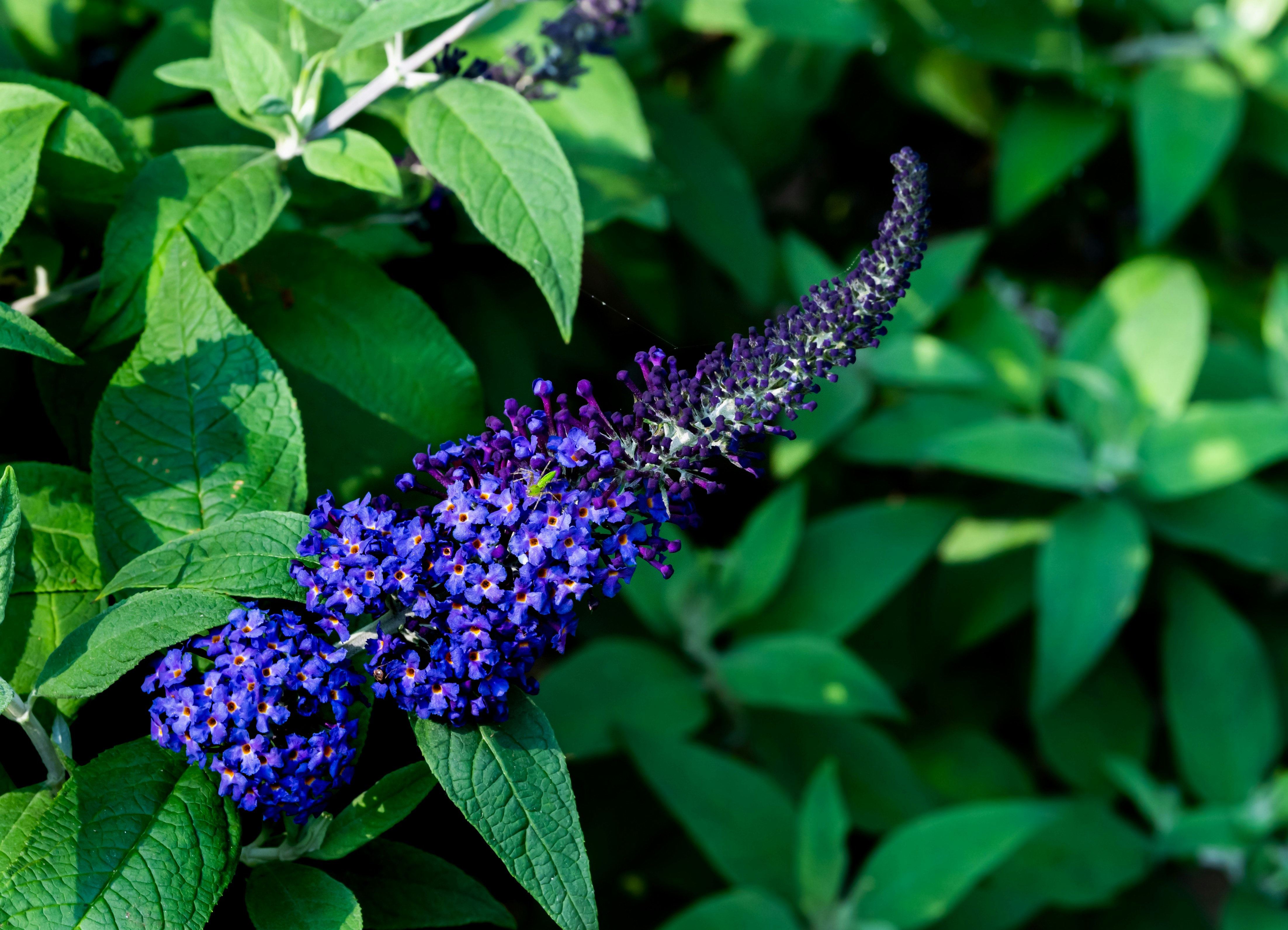 A purple flower with green leaves in the background