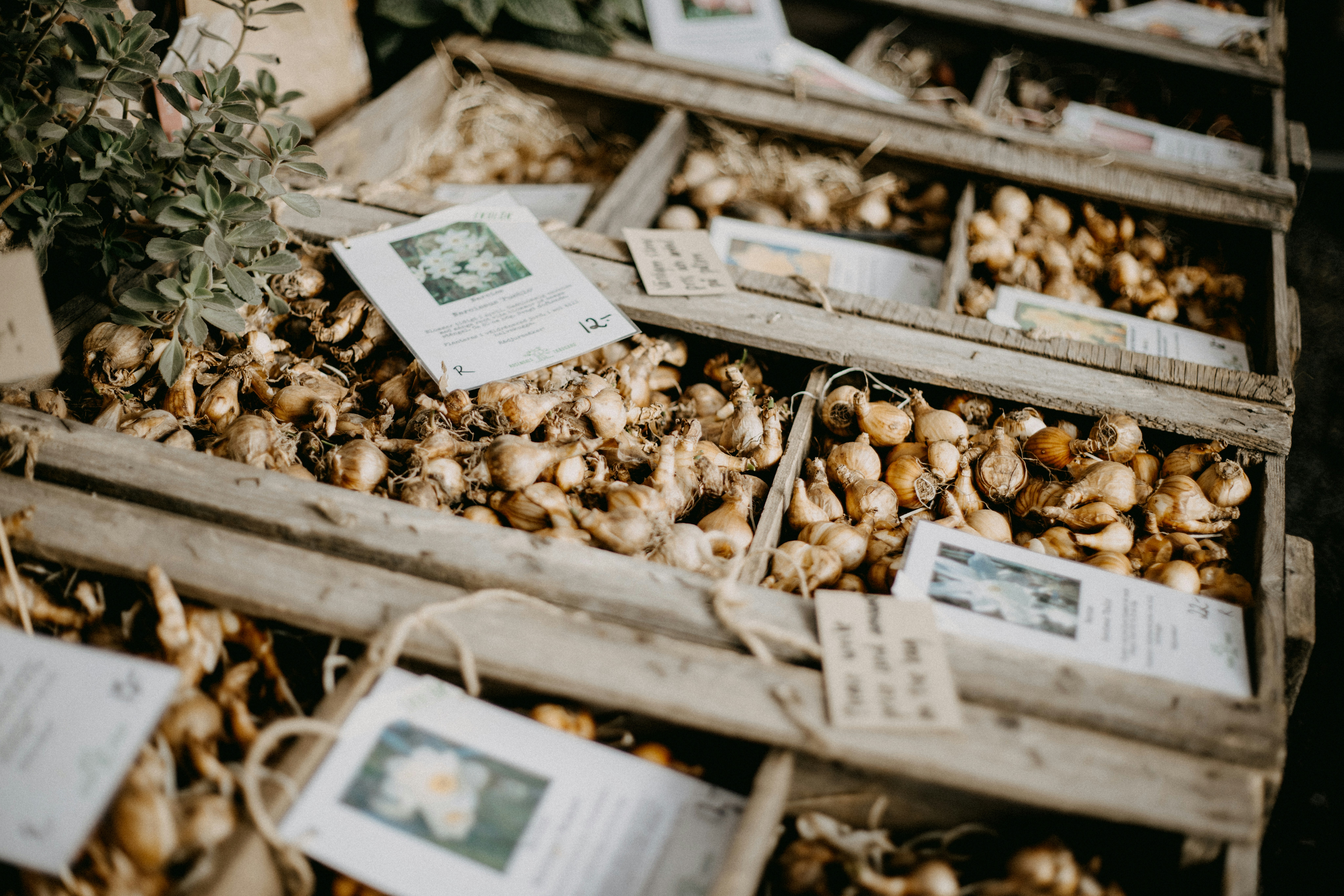 A bunch of boxes filled with different types of mushrooms