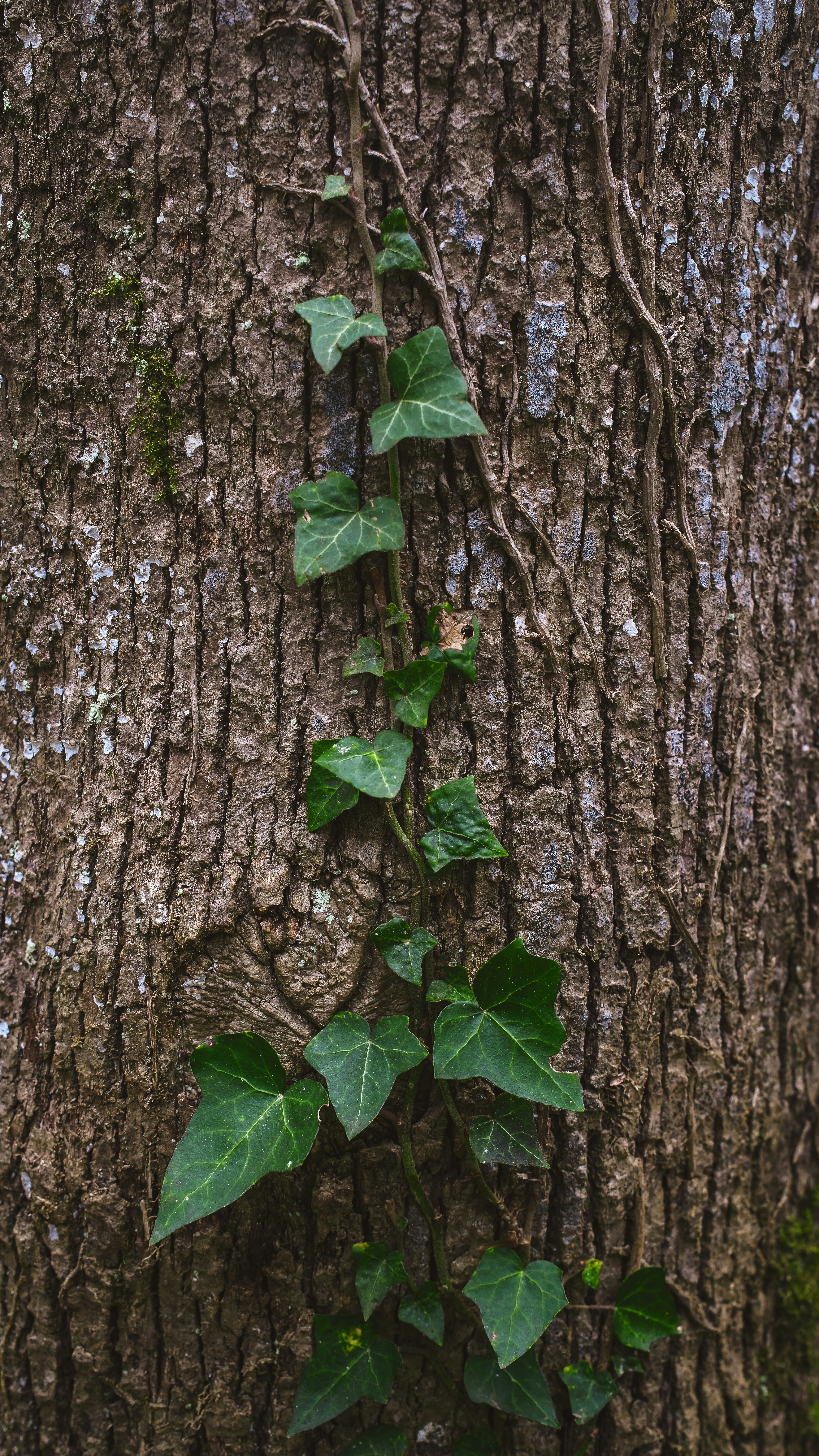 Photo by irfansimsar