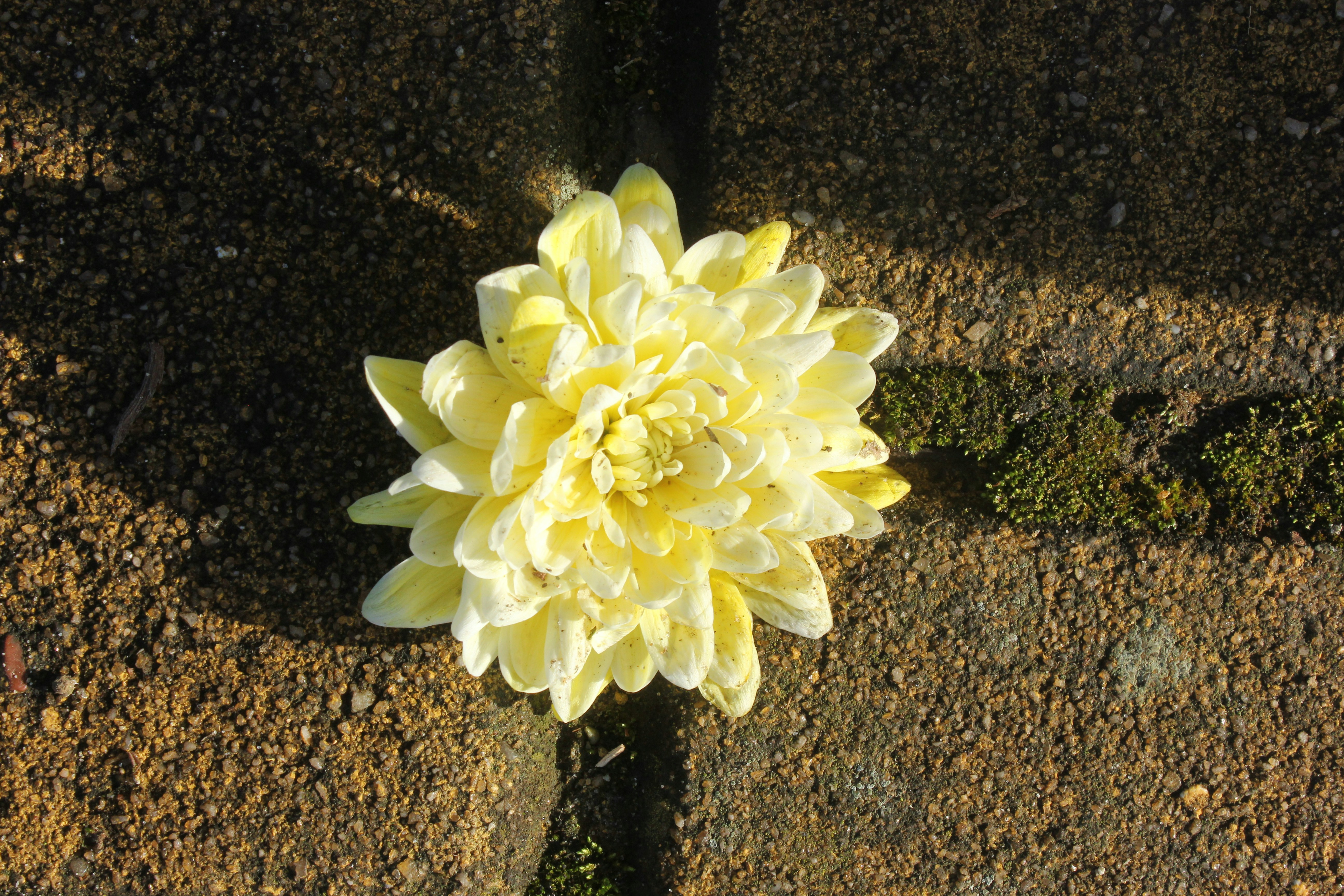 Artwork for Concrete Garden