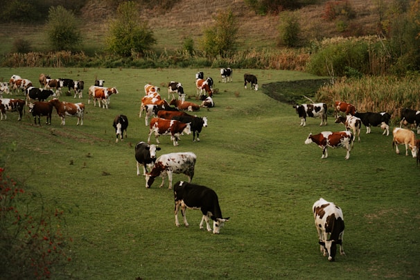 A herd of cows grazing on a lush green field