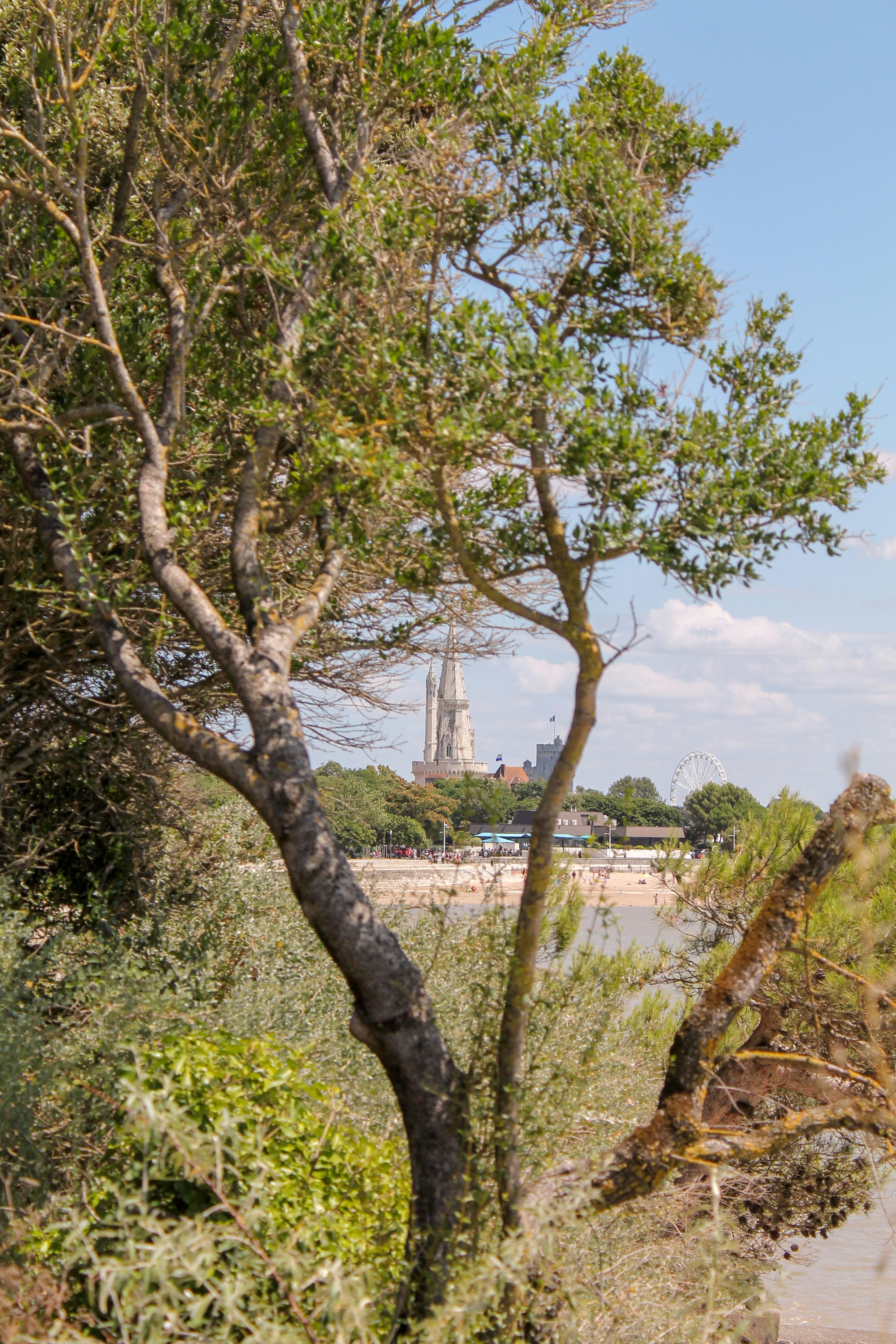 A view of a beach with a tree in the foreground