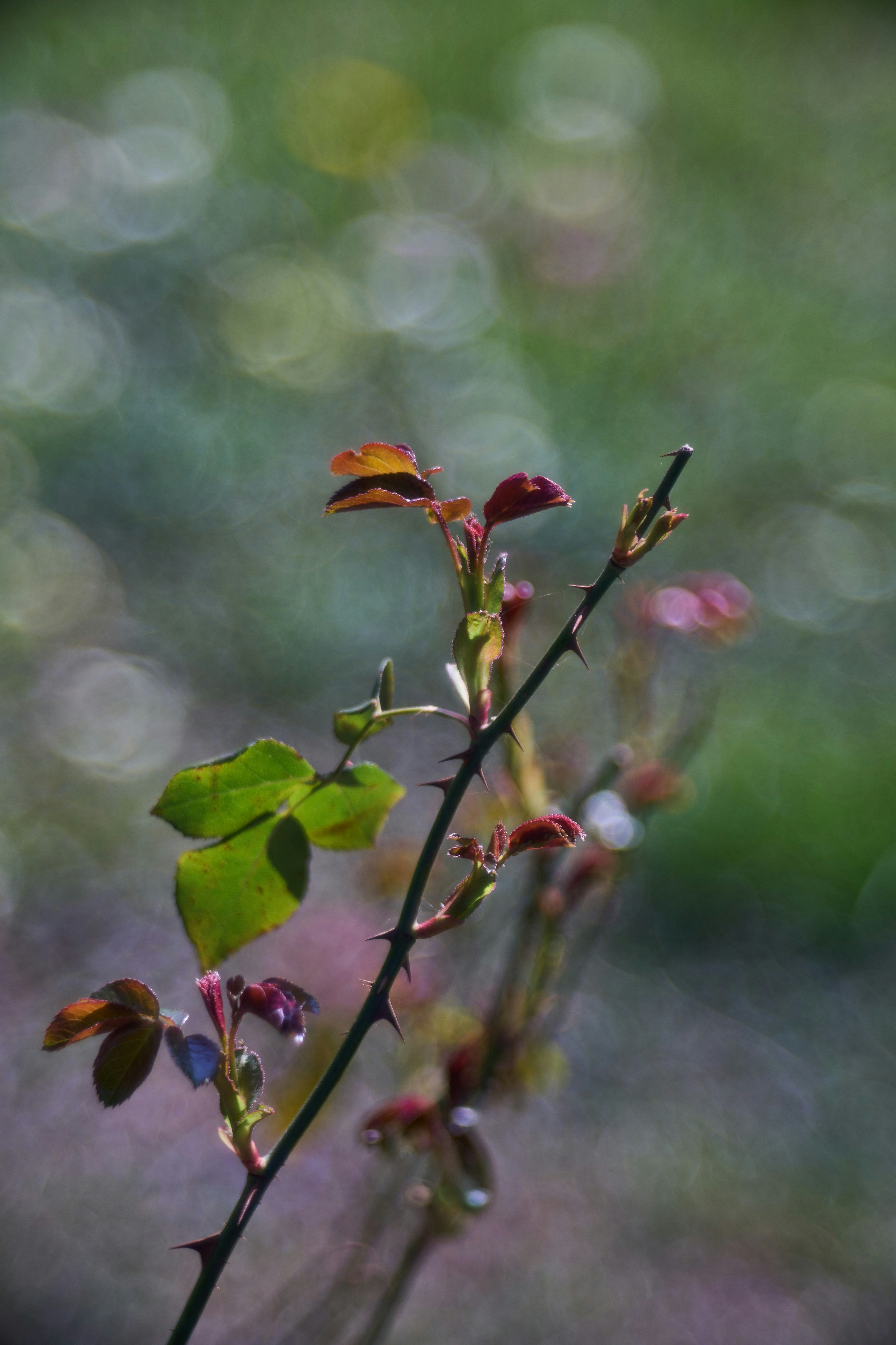 Photo by wolfgang_hasselmann