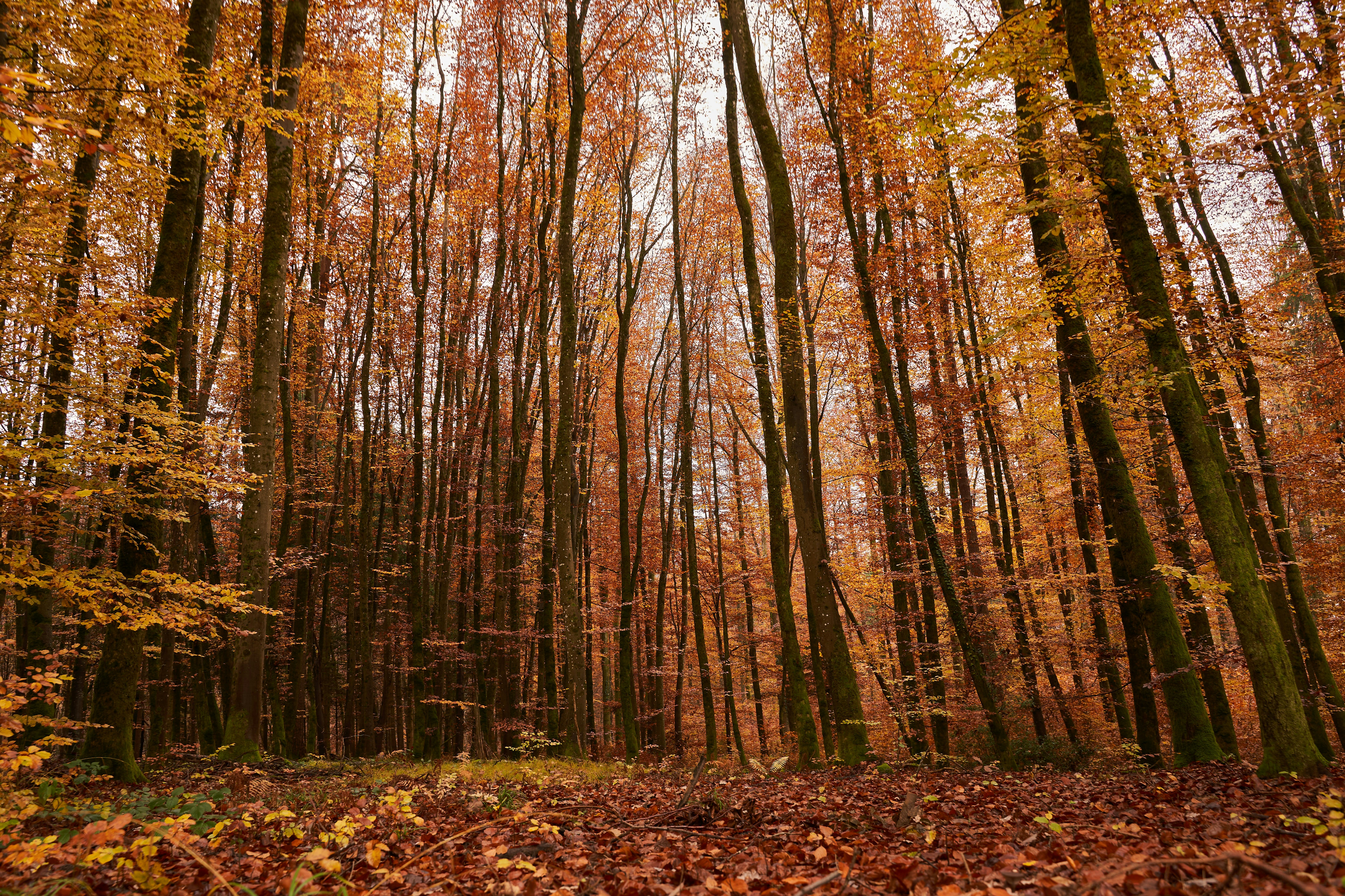 Photo by wolfgang_hasselmann