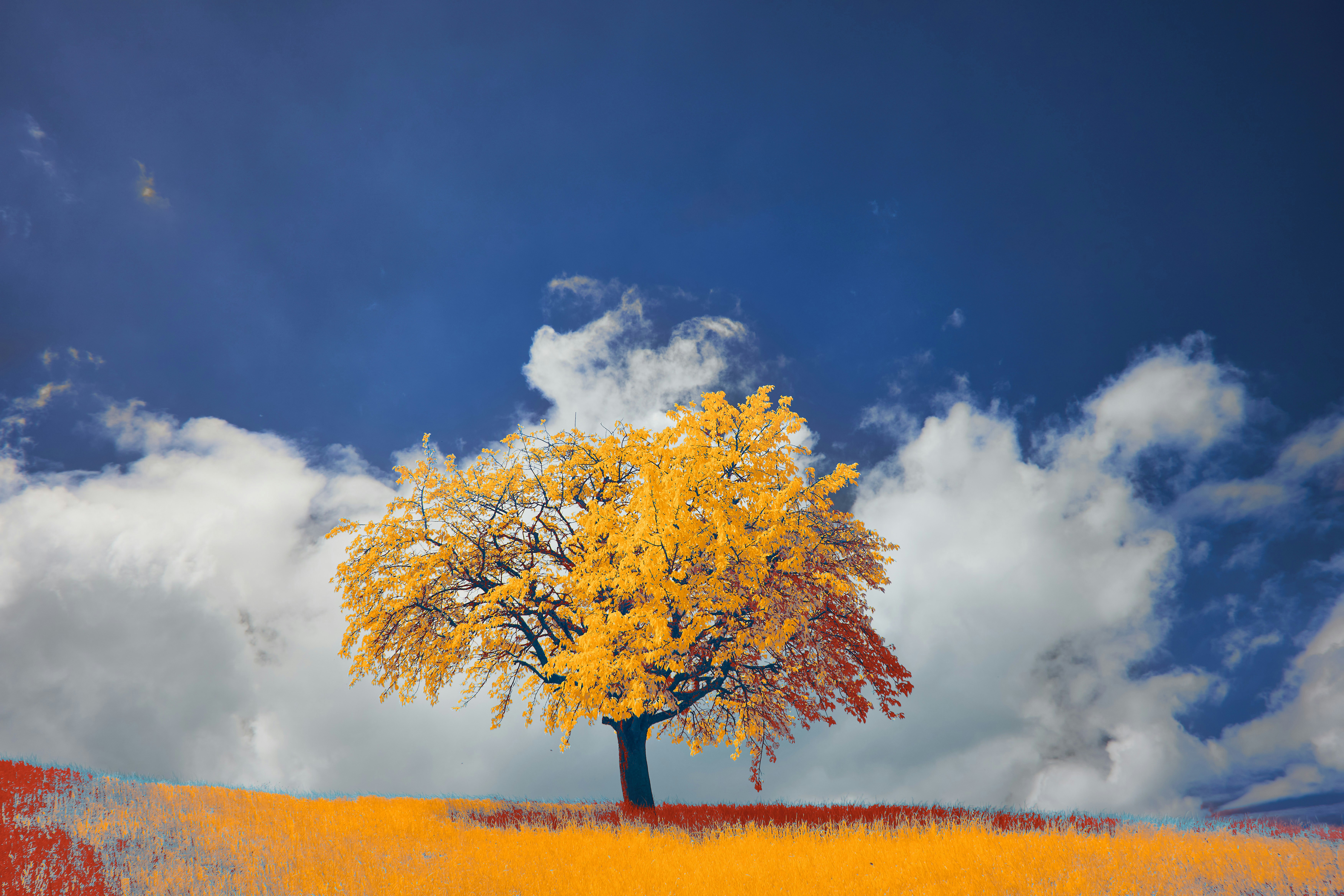 Photo by wolfgang_hasselmann