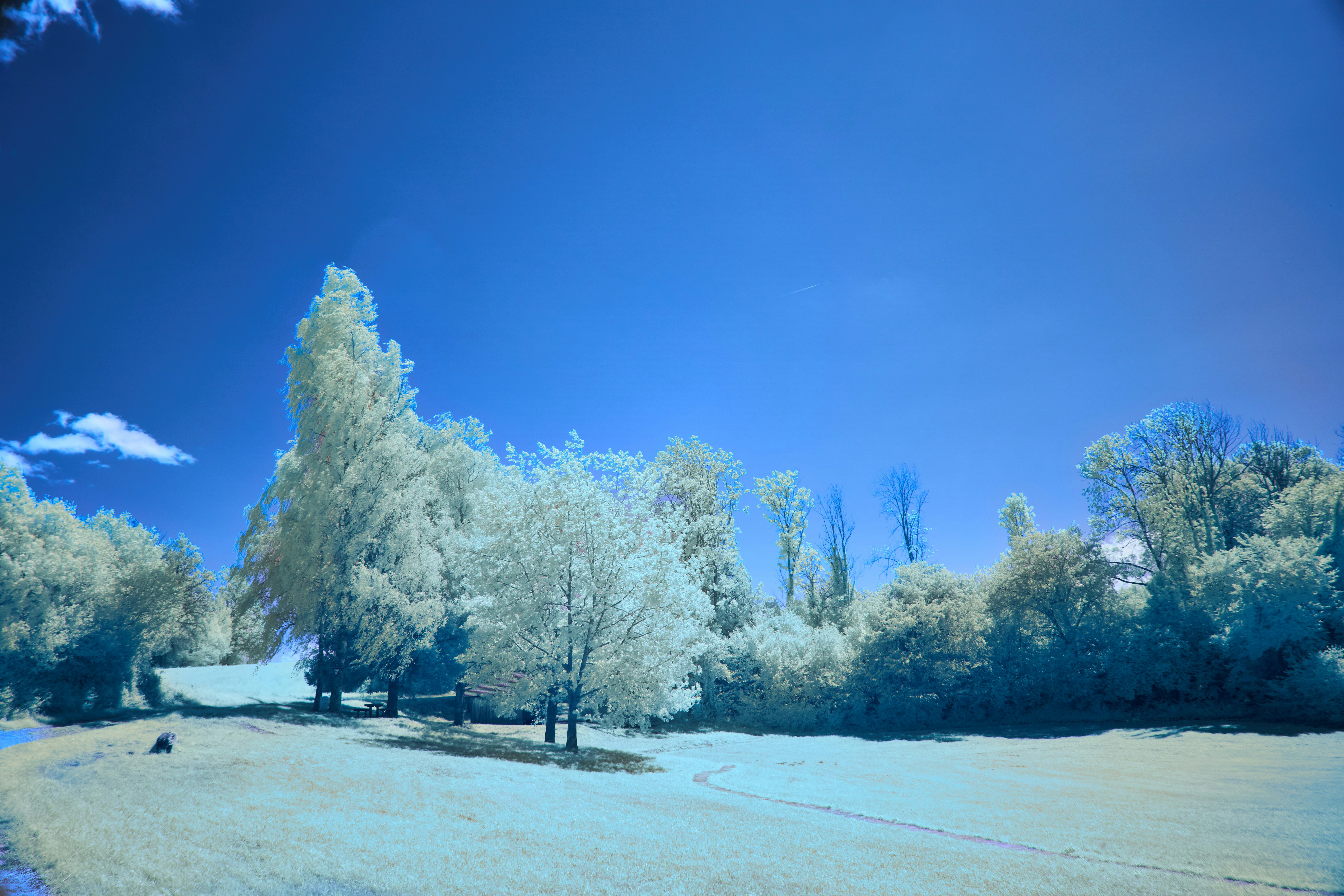 Photo by wolfgang_hasselmann