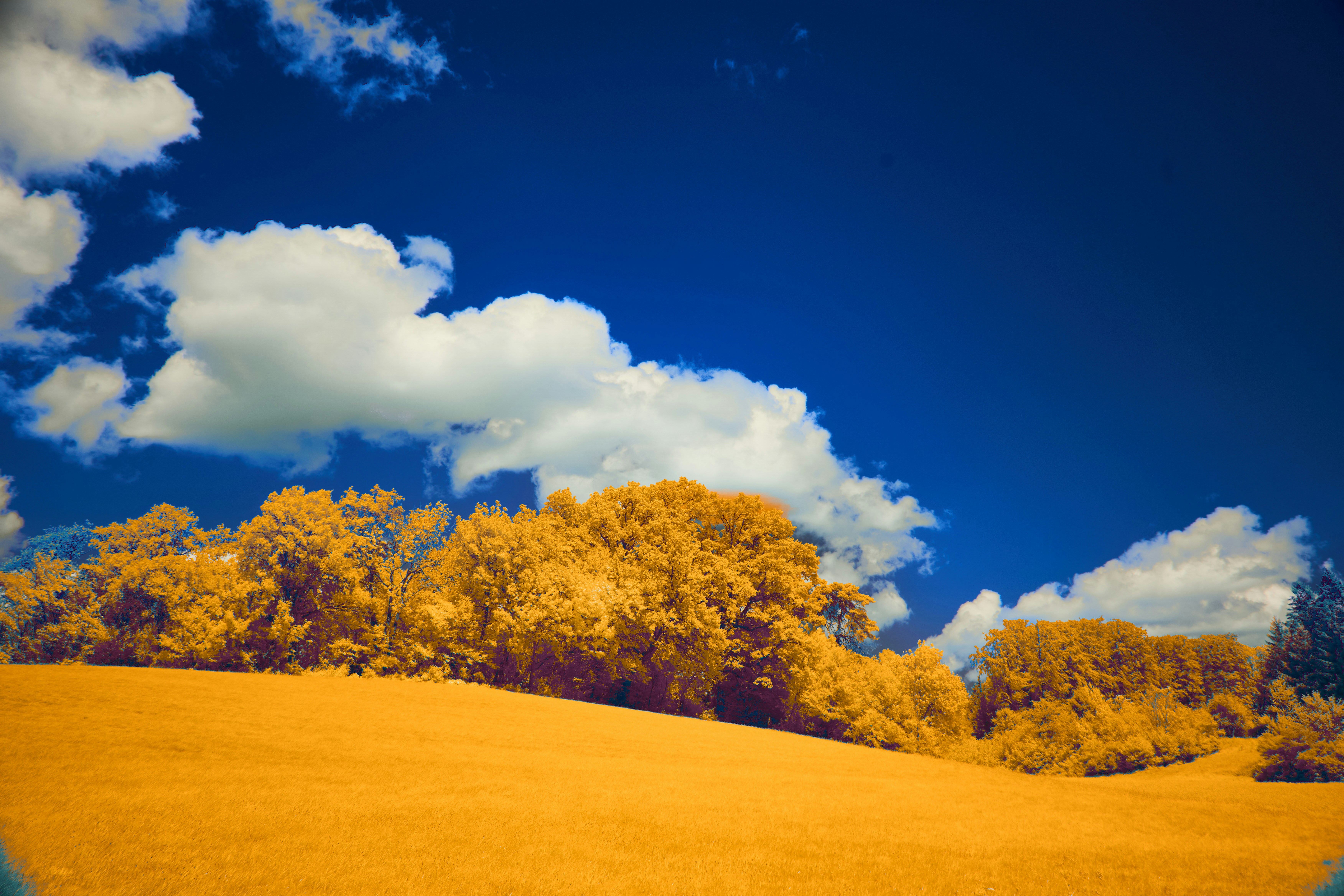 Photo by wolfgang_hasselmann