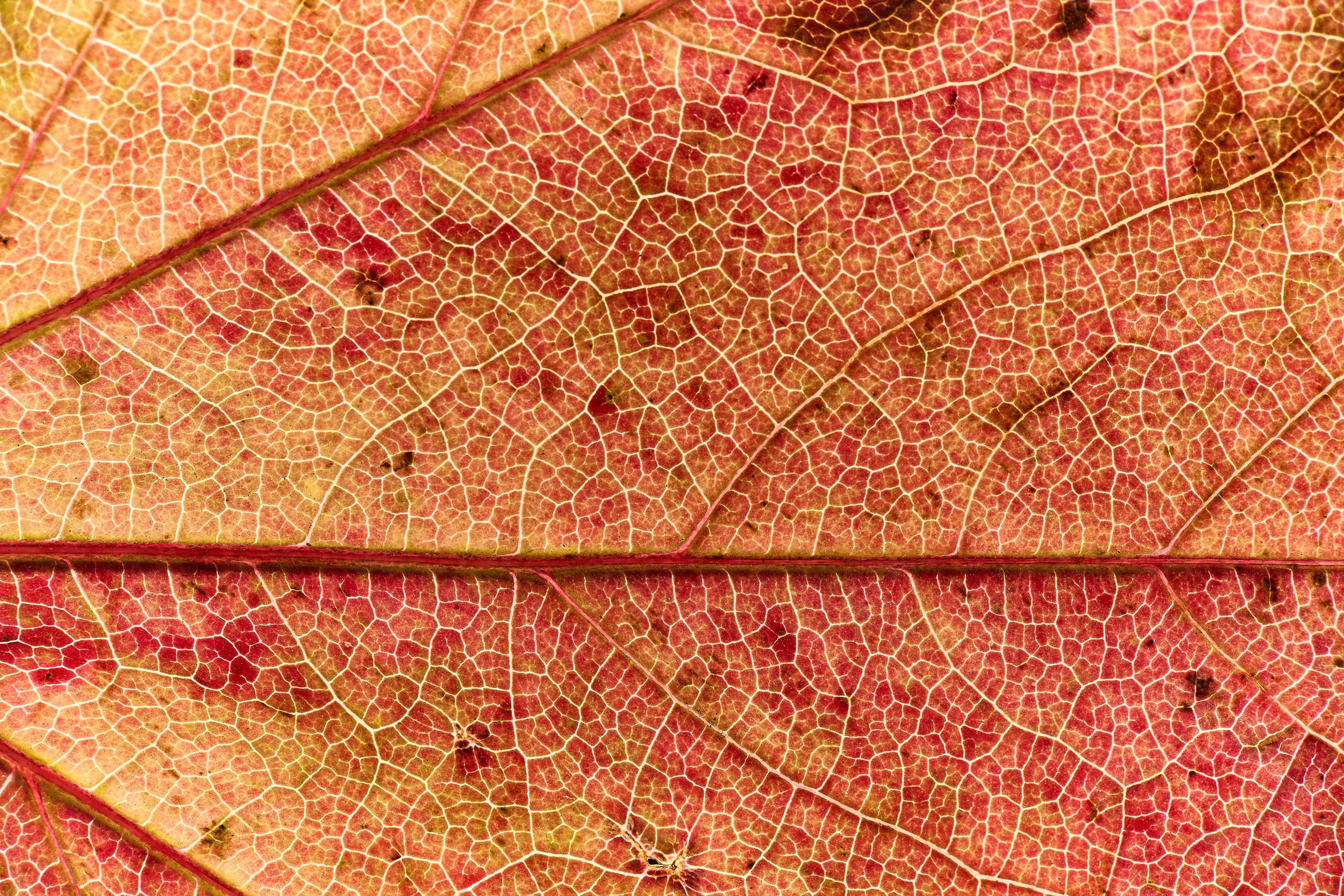 Photo by wolfgang_hasselmann